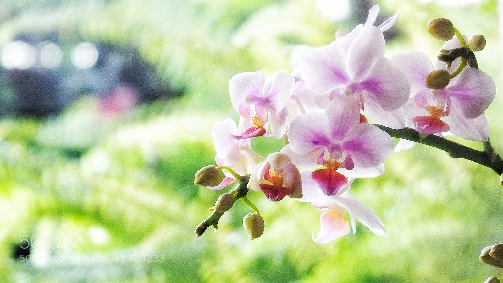Olympus PEN-F sample photo. Untitled photography