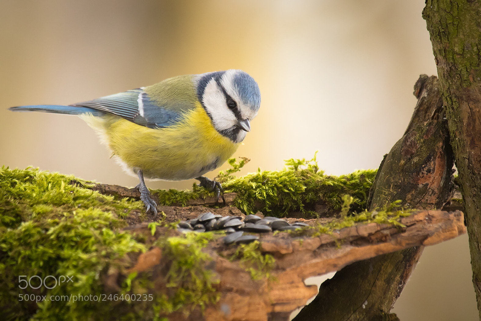 Canon EOS 7D Mark II sample photo. Titmouse photography