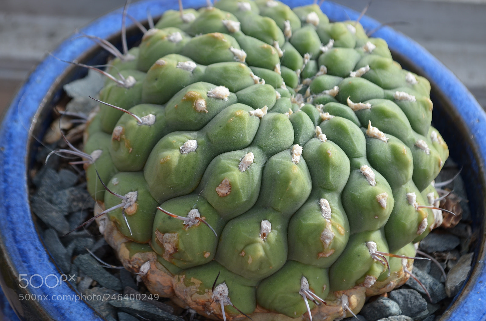 Nikon D5100 sample photo. Cacti photography