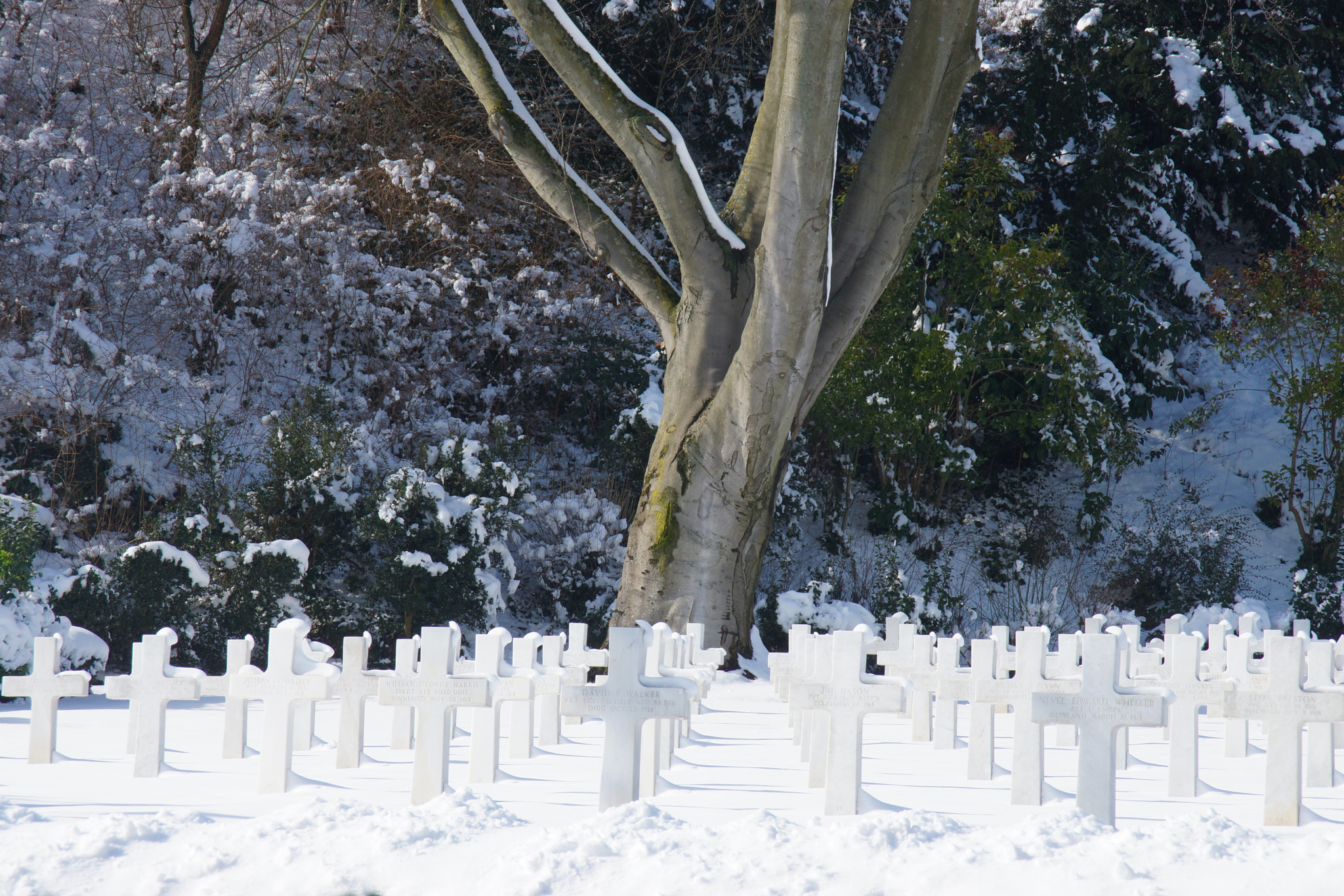 Sony DT 18-200mm F3.5-6.3 sample photo. And a tree... photography