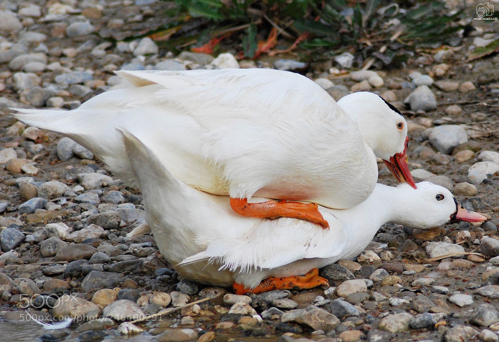 Nikon D60 sample photo. Untitled photography