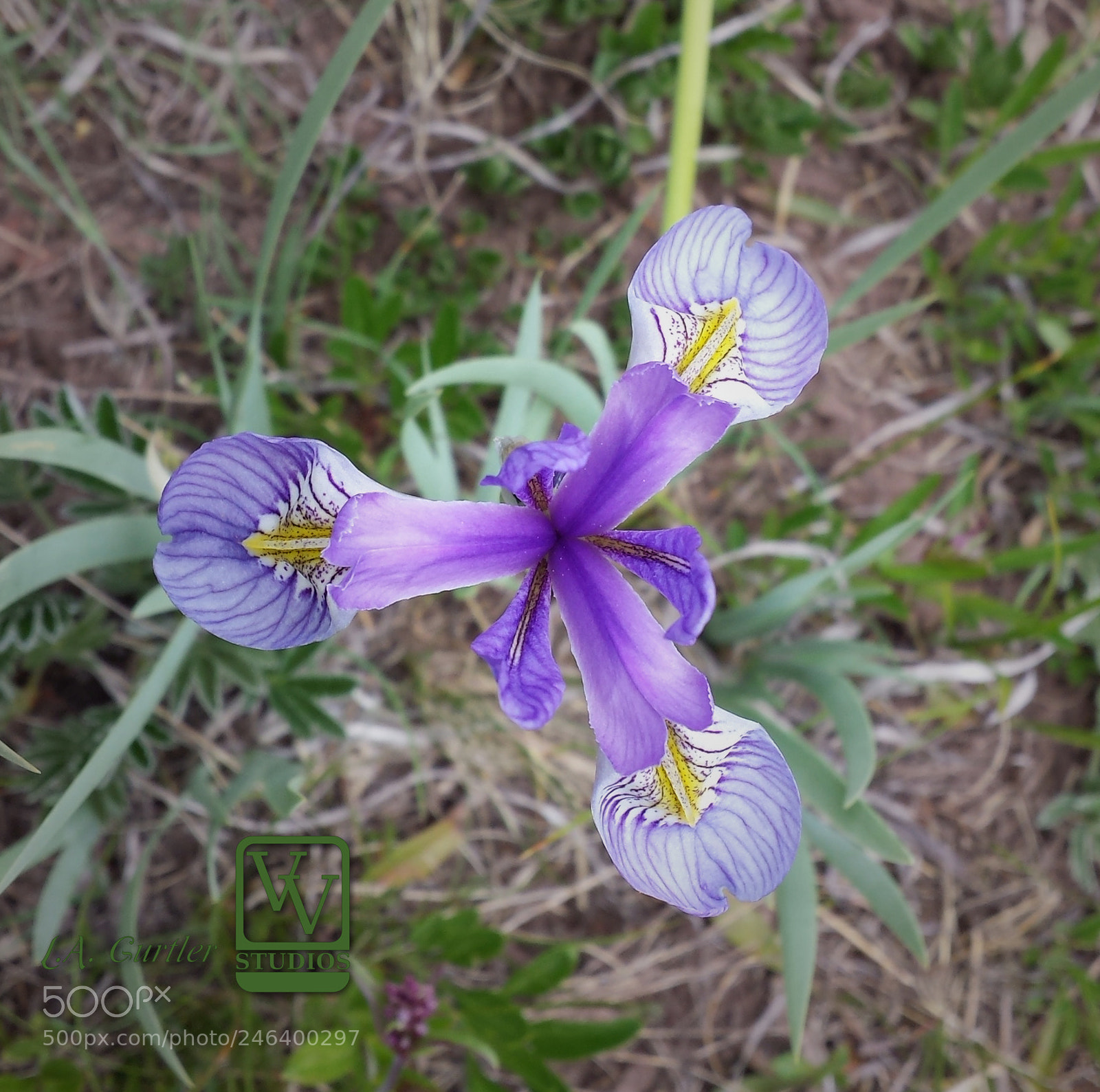 Samsung Galaxy S4 sample photo. Colorado iris from above photography