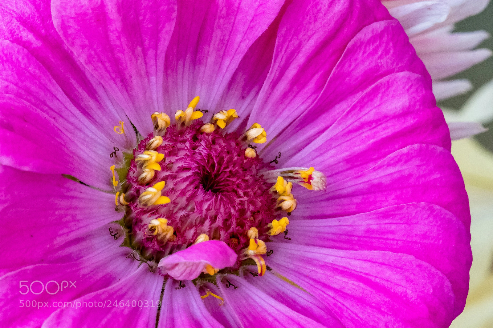 Sony a9 sample photo. Pink in bloom photography