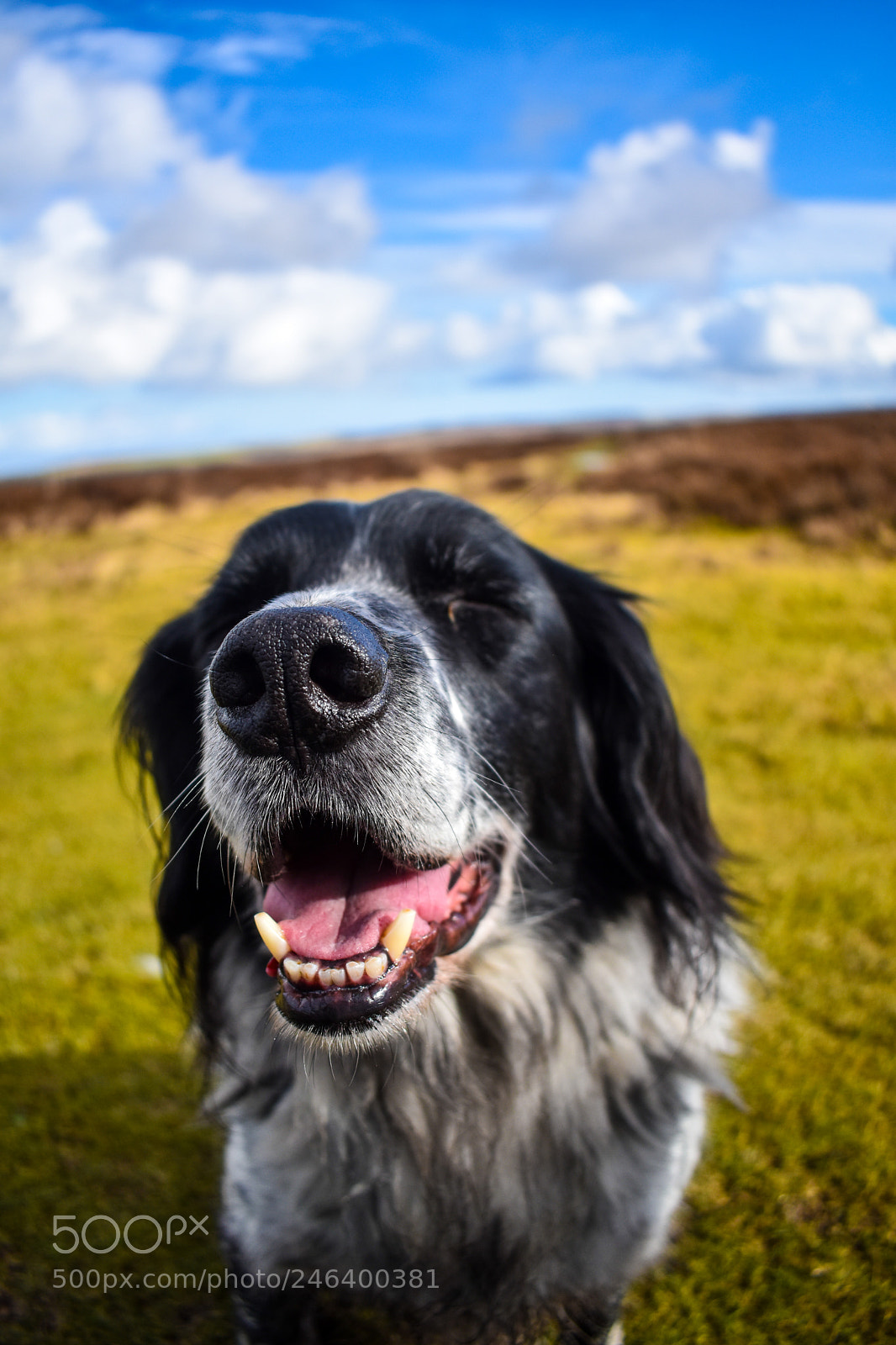 Nikon D5600 sample photo. Happy sunny chappy photography