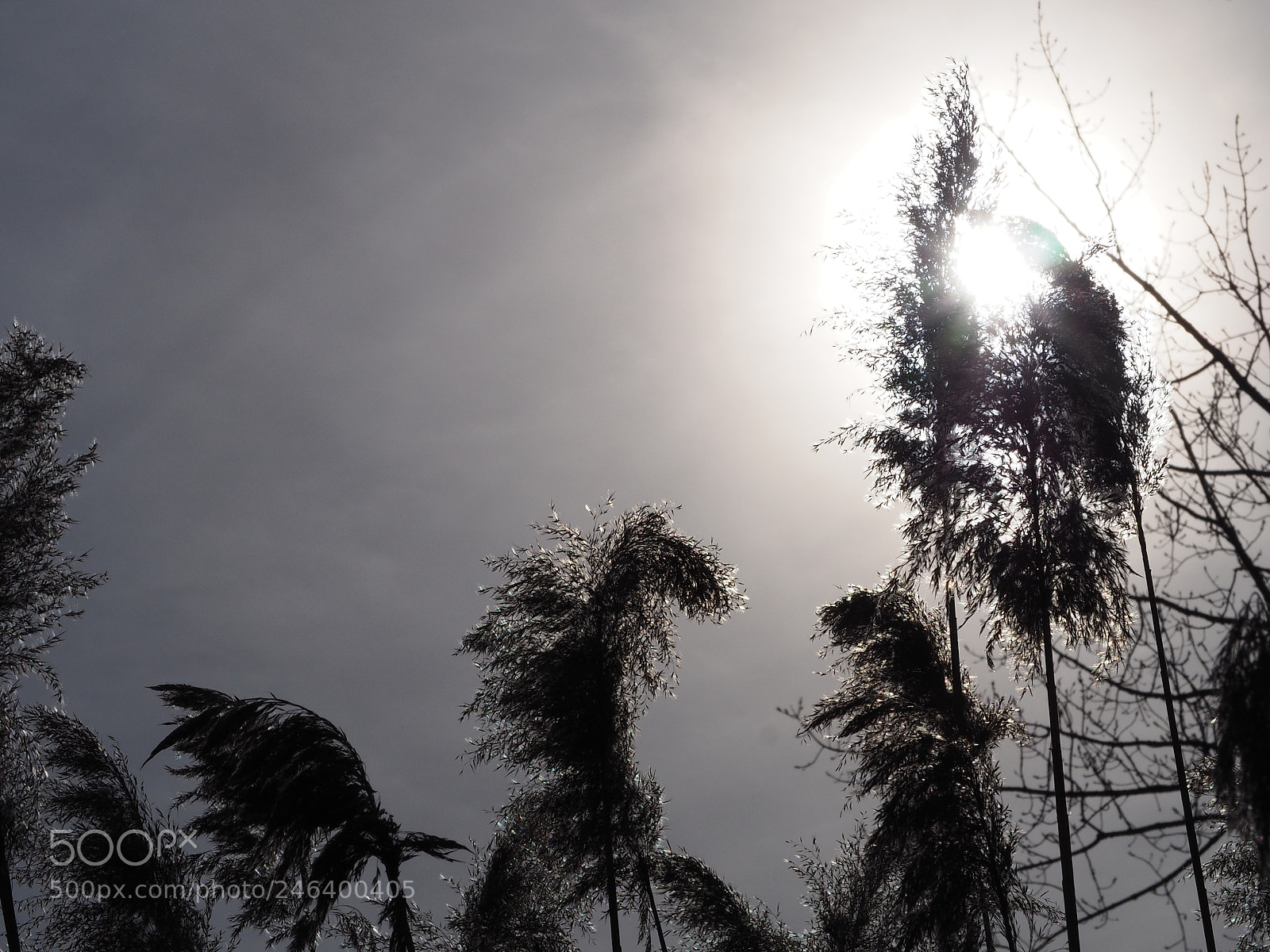 Olympus OM-D E-M10 II sample photo. The sun through phragmite photography