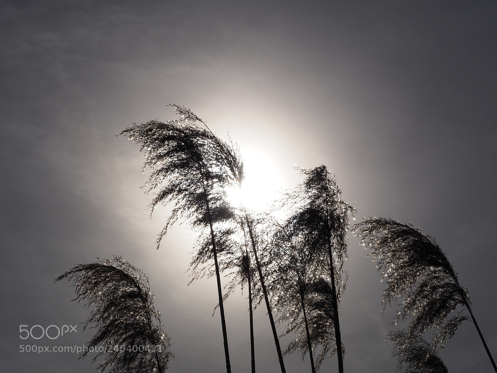 Olympus OM-D E-M10 II sample photo. The sun through phragmite photography