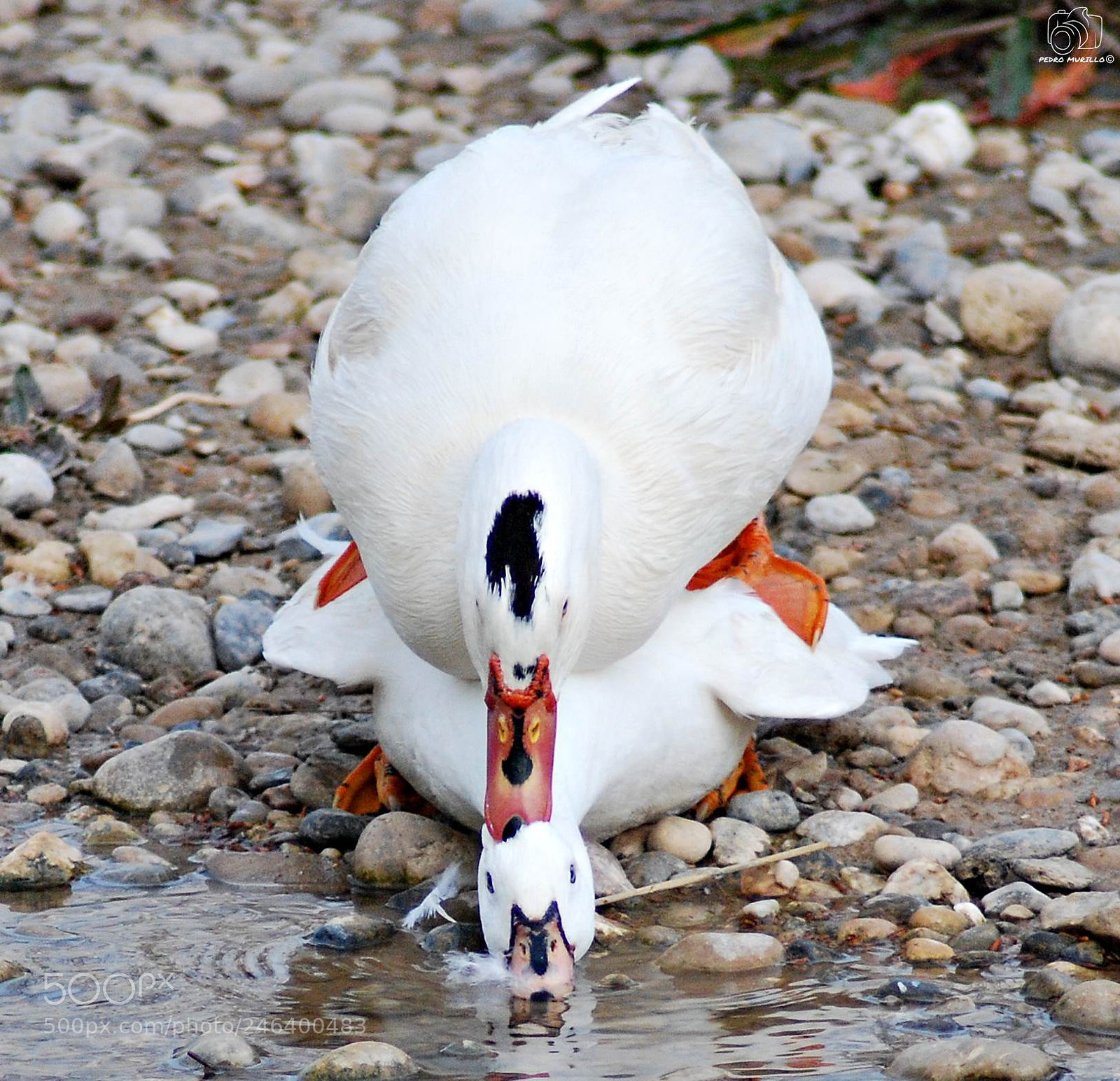 Nikon D60 sample photo. Untitled photography