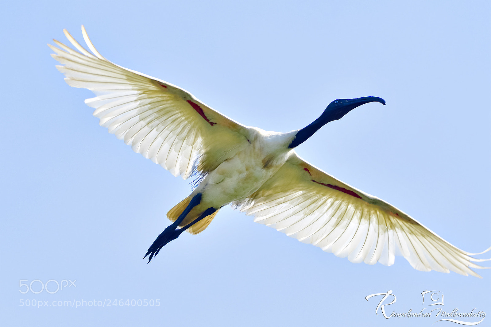 Nikon D500 sample photo. Black headed ibis photography