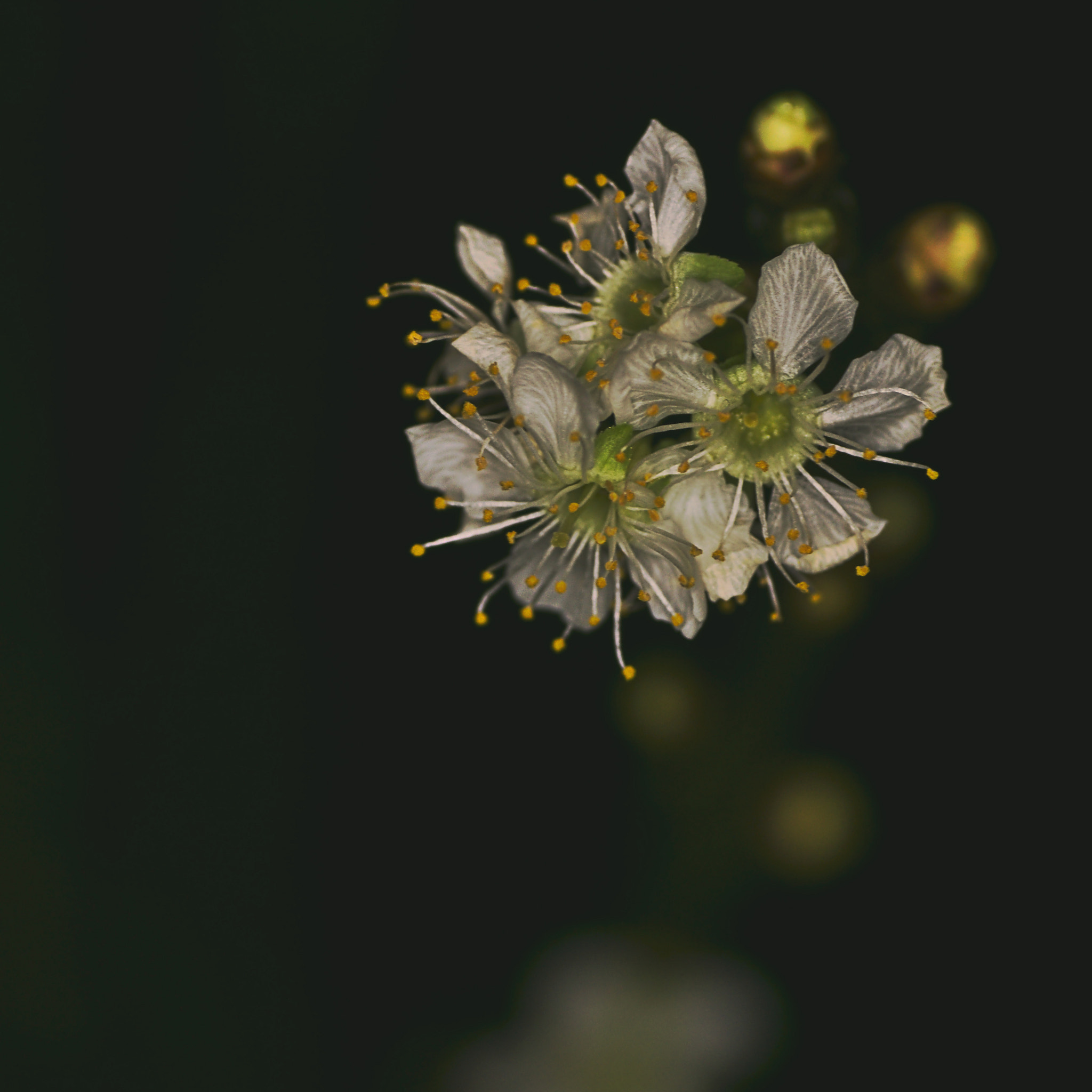 Sony SLT-A65 (SLT-A65V) sample photo. Blossom #1 photography