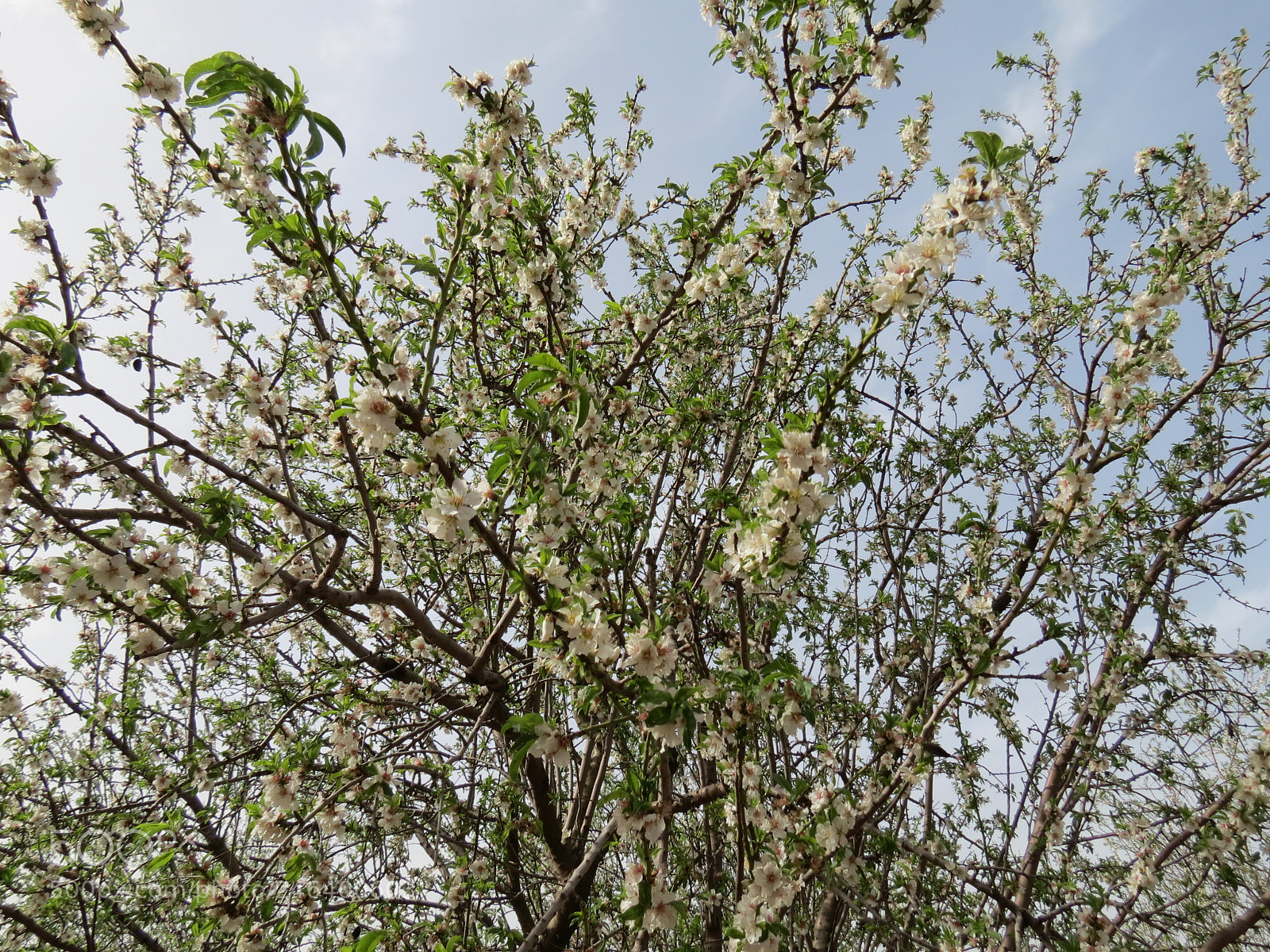 Canon PowerShot SX40 HS sample photo. Img photography