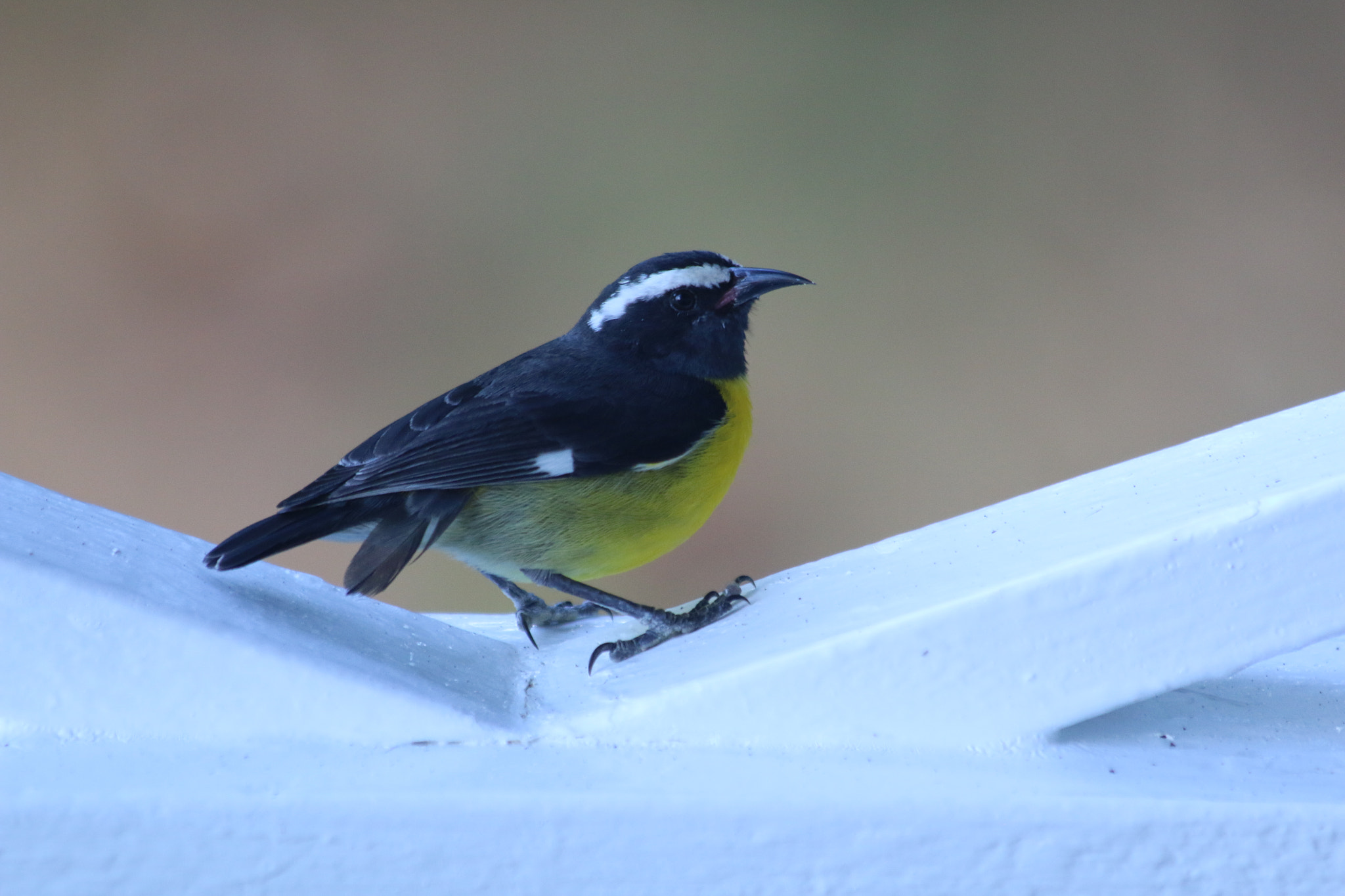 Canon EF 70-300mm F4-5.6 IS USM sample photo. Bananaquit on the fence photography