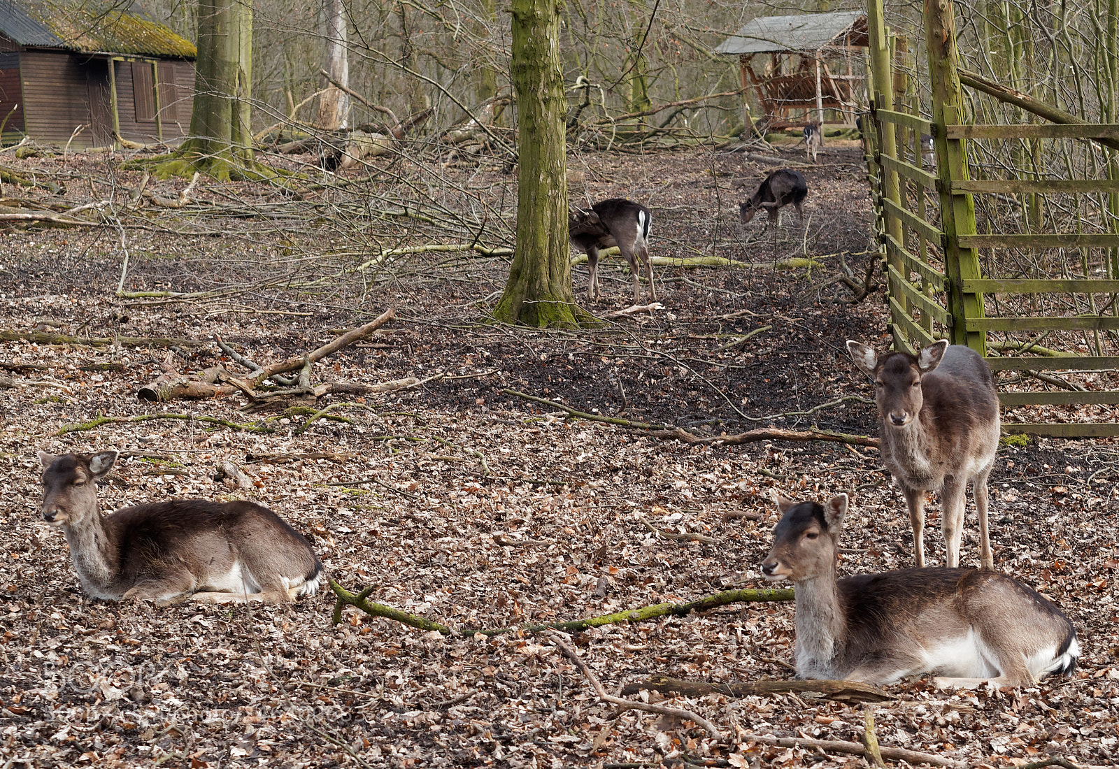 Olympus OM-D E-M5 sample photo. Bs-riddagshausen, wildgehege photography
