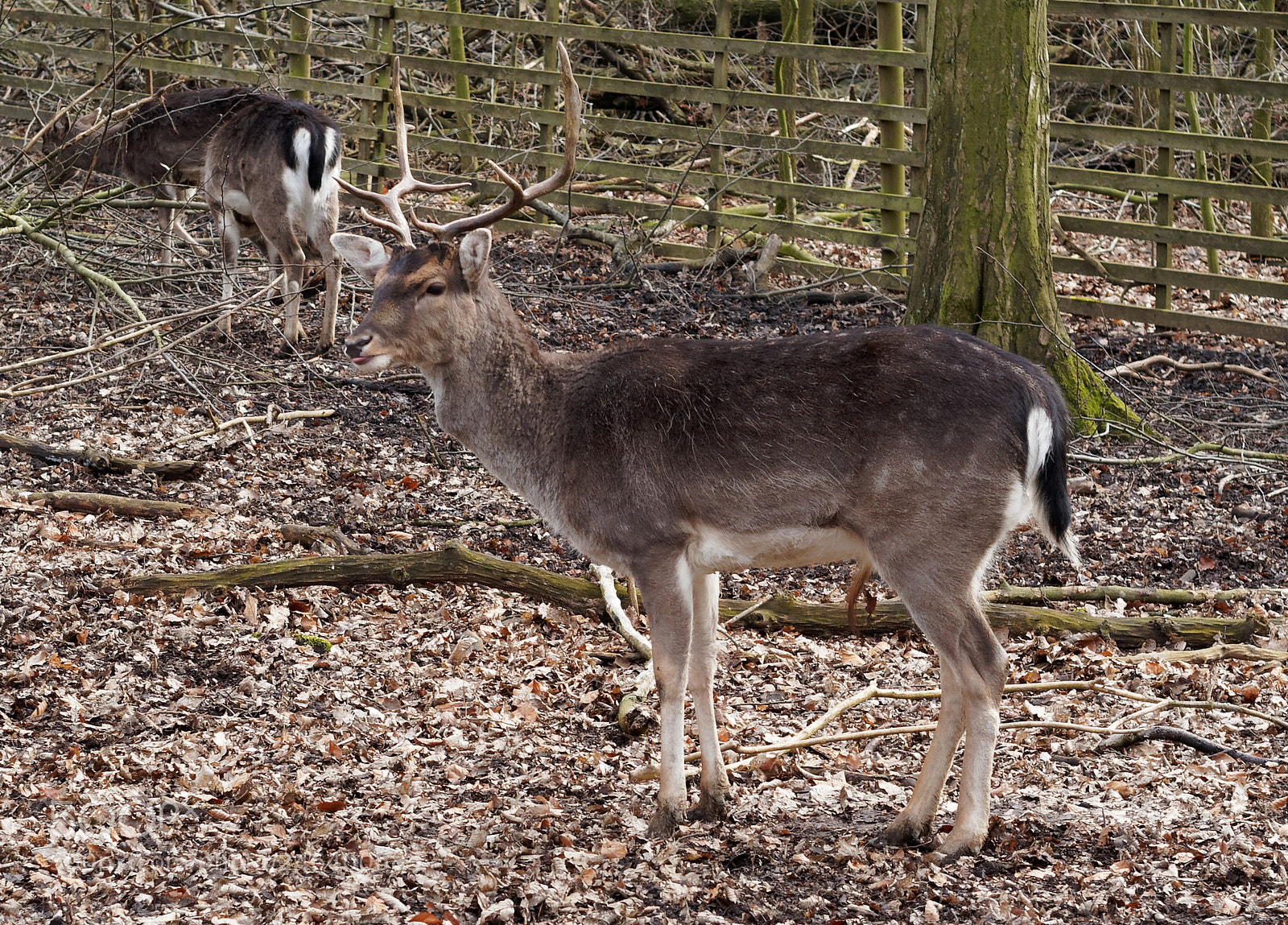 Olympus OM-D E-M5 sample photo. Bs-riddagshausen, wildgehege photography