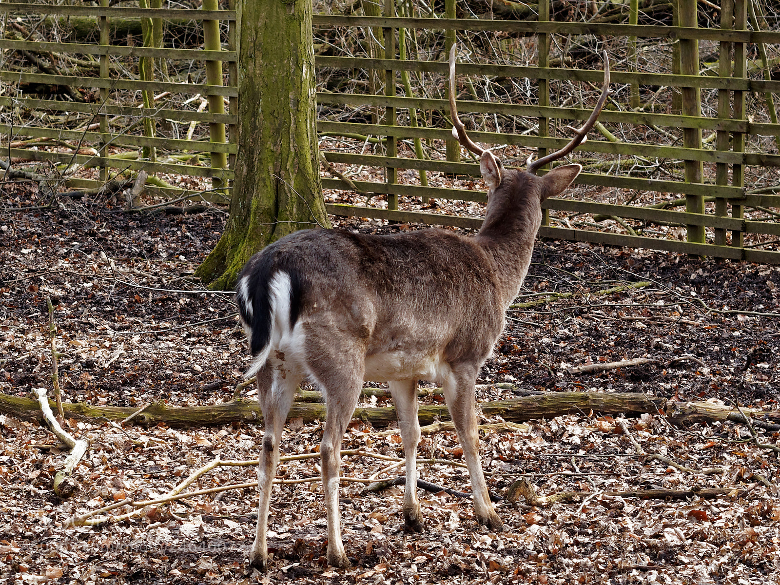 Olympus OM-D E-M5 sample photo. Bs-riddagshausen, wildgehege photography