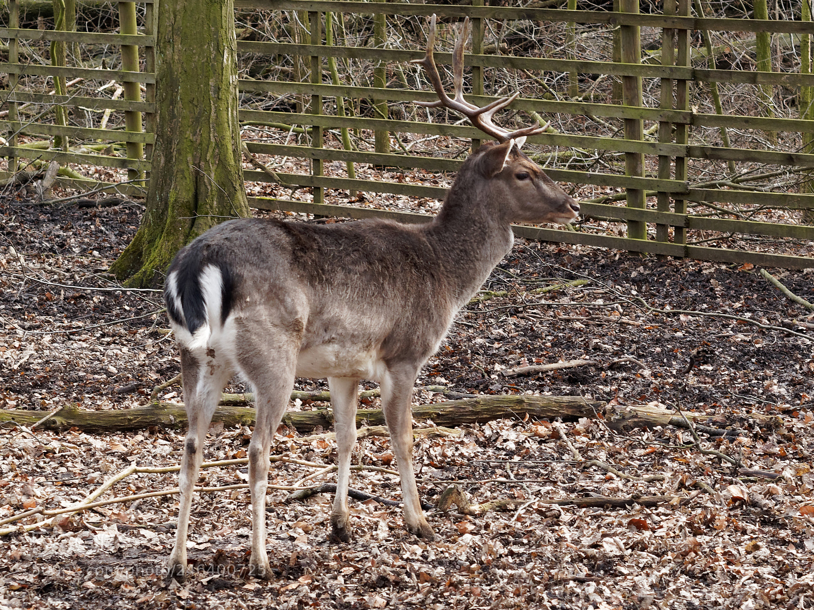 Olympus OM-D E-M5 sample photo. Bs-riddagshausen, wildgehege photography