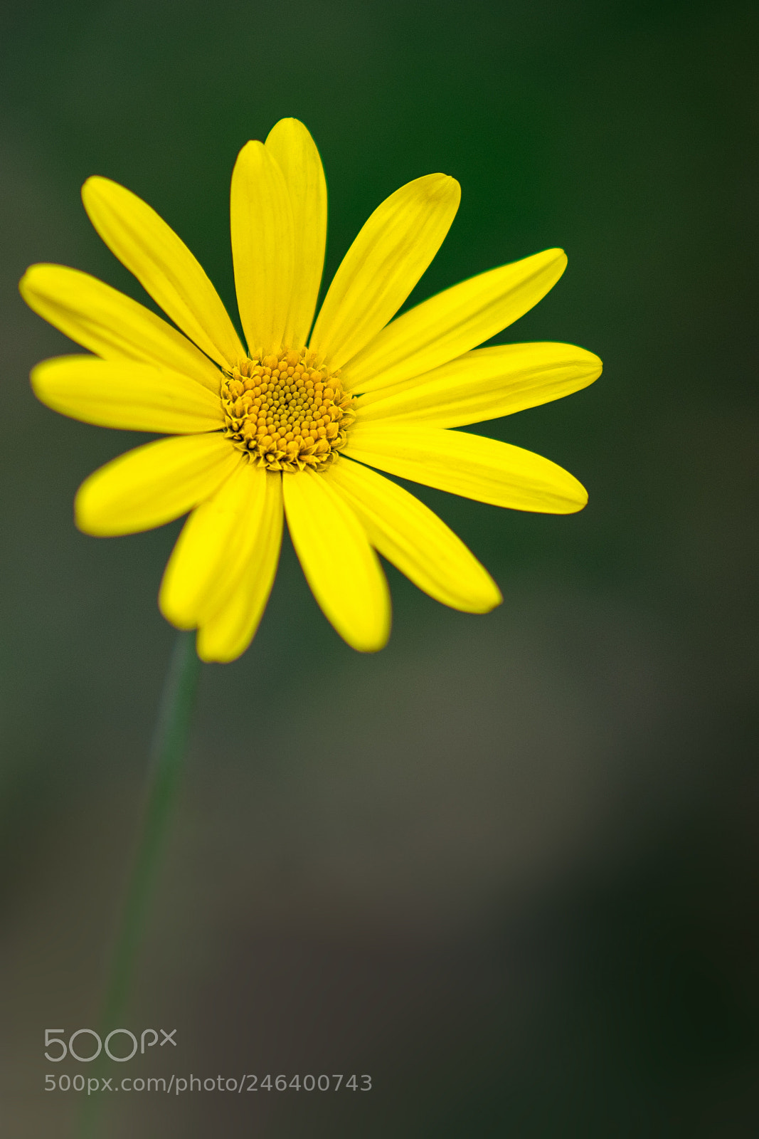 Sony a7R II sample photo. Golden daisy photography