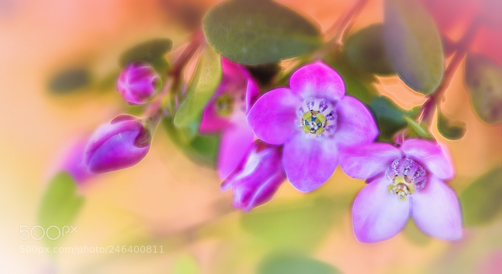 Nikon D850 sample photo. Tiny world of spring photography