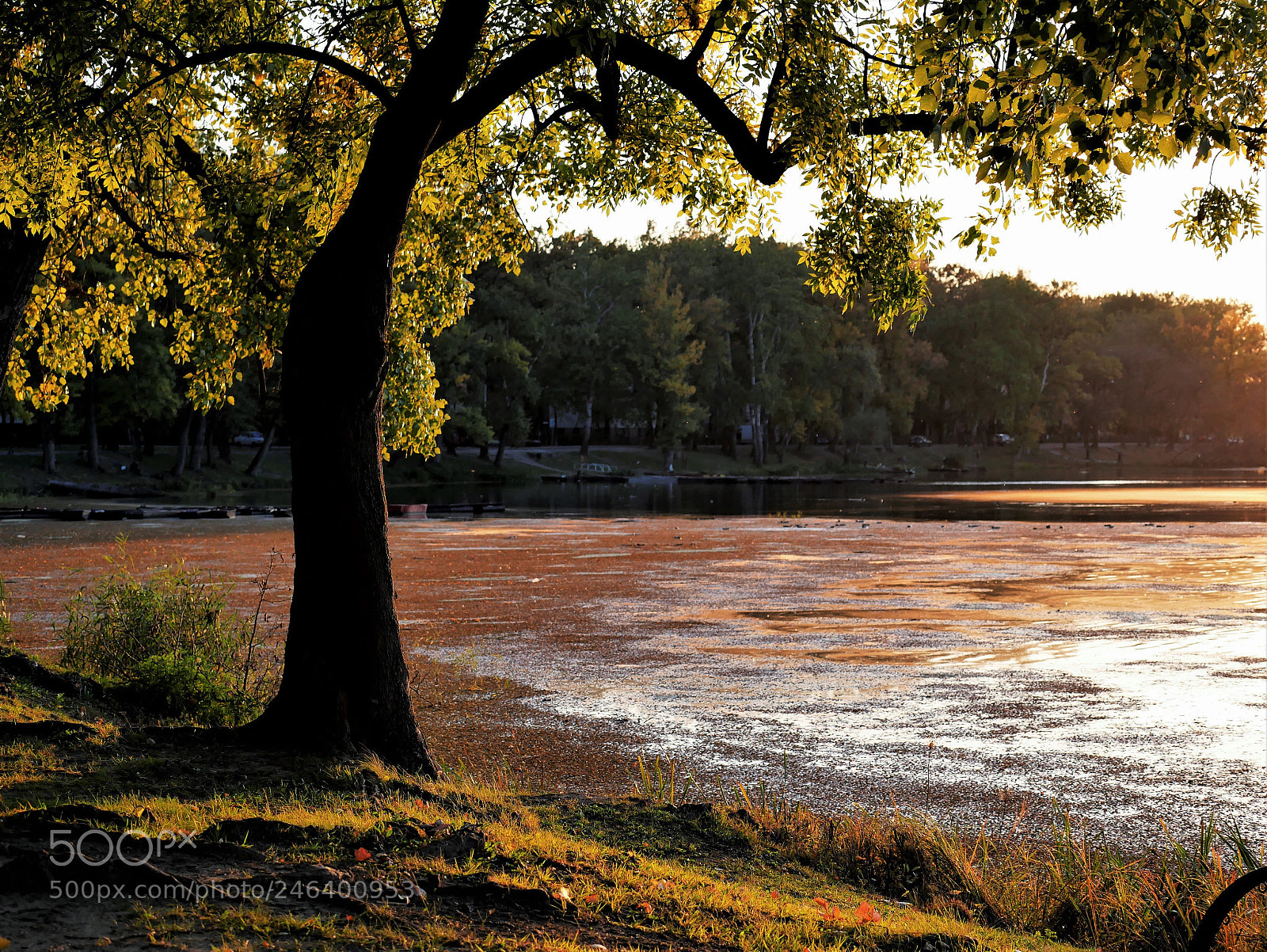 Panasonic Lumix DMC-GX85 (Lumix DMC-GX80 / Lumix DMC-GX7 Mark II) sample photo. The last rays of photography