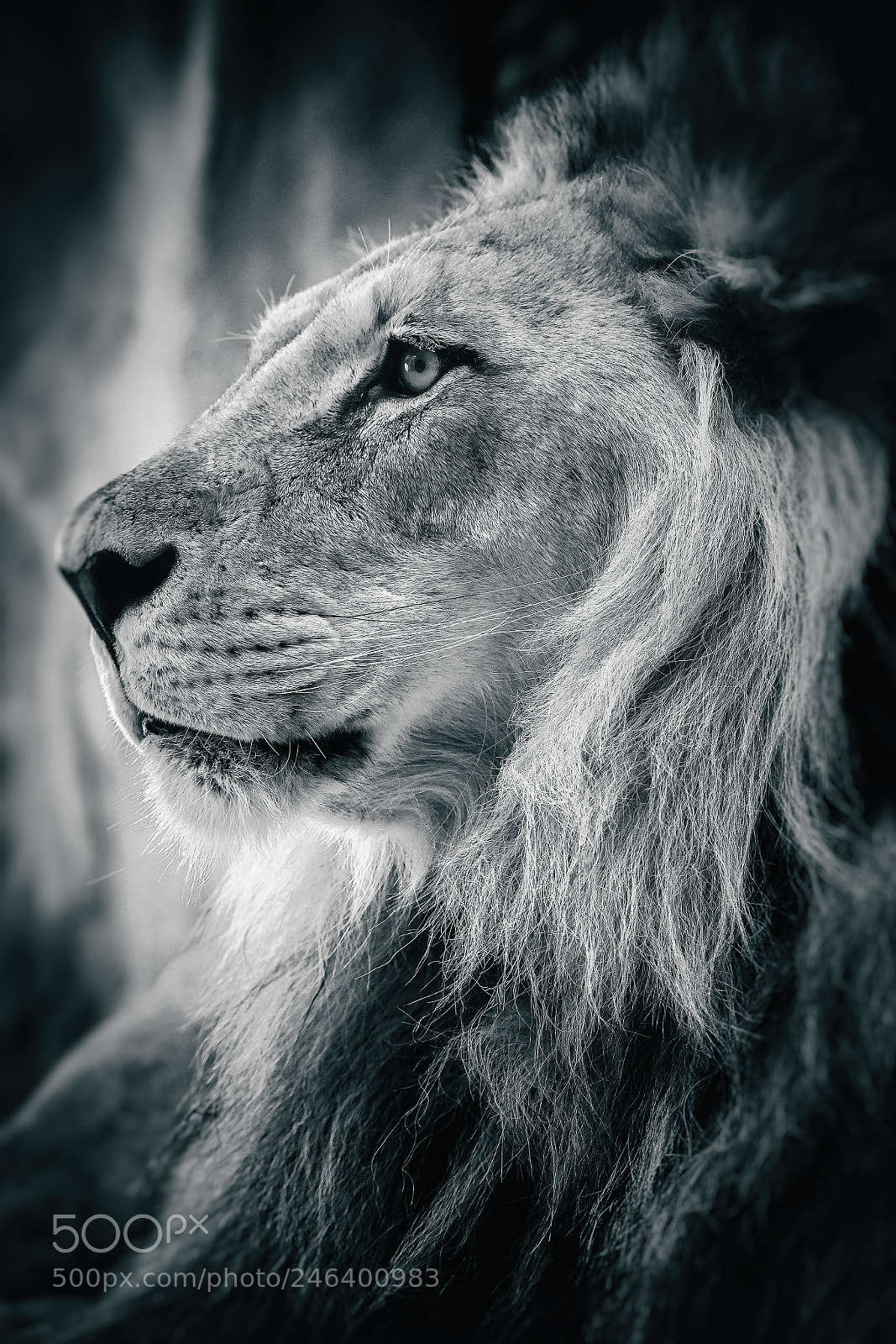 Nikon D800 sample photo. Lion 2.0 photography