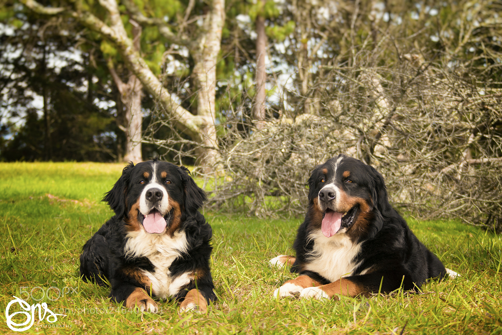 Samsung NX1000 sample photo. Dogs sessions boyero de photography