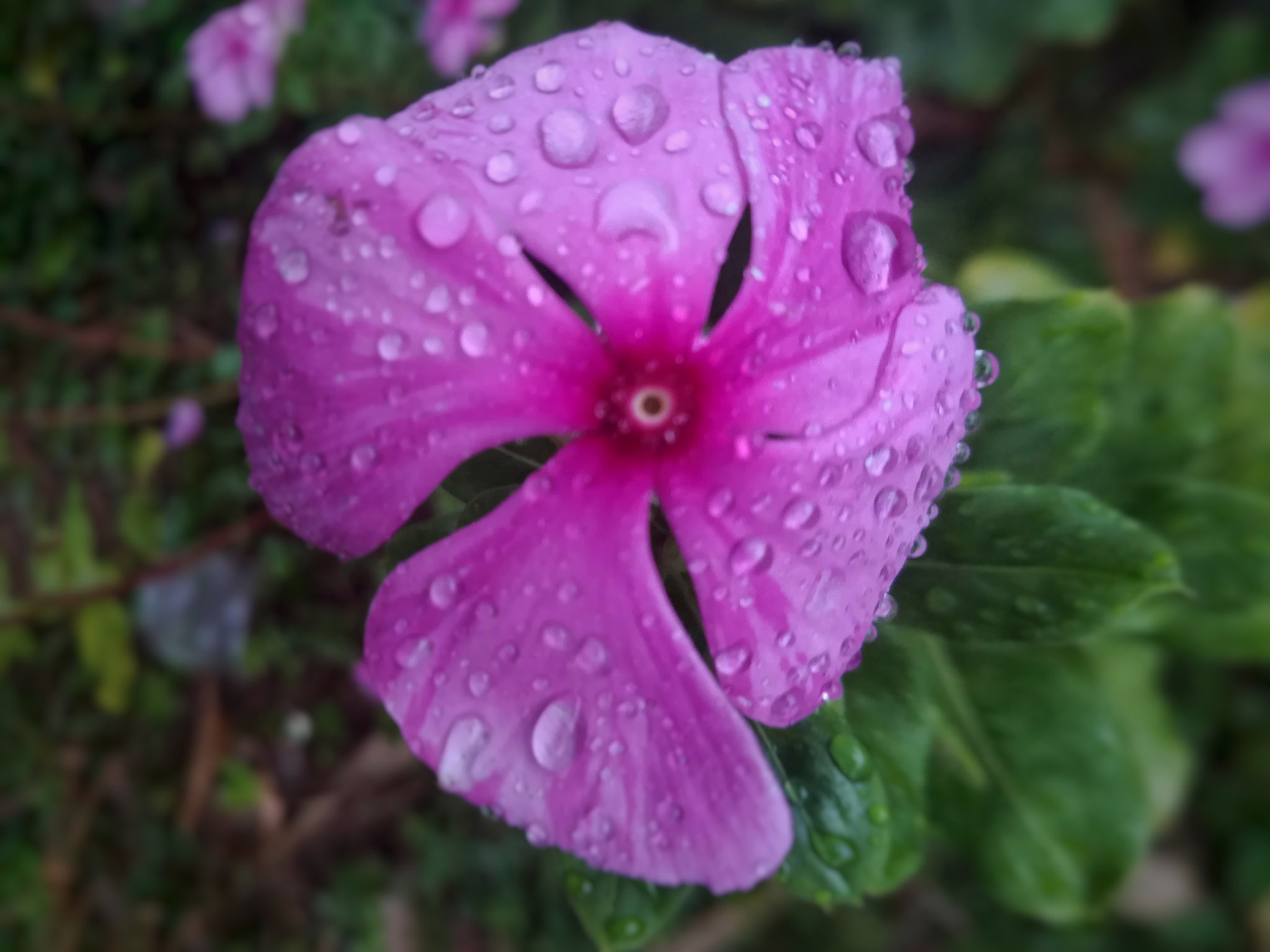 HUAWEI MATE 9 LITE sample photo. Garden photography