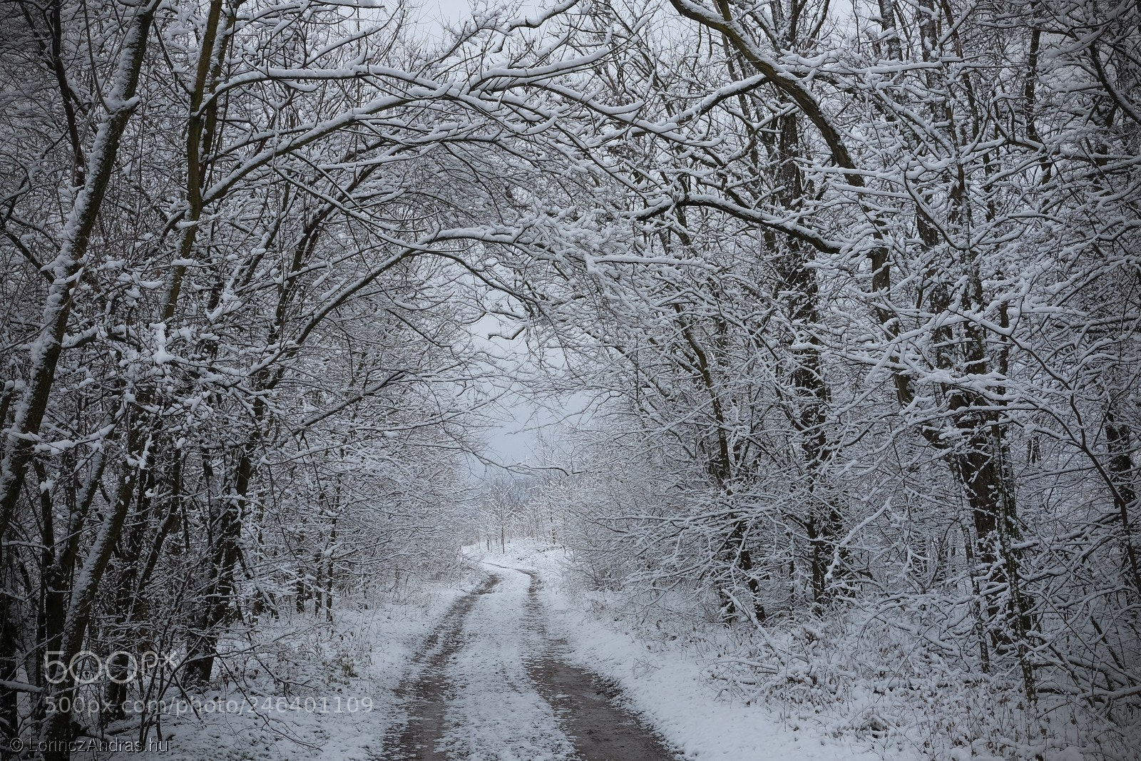 Fujifilm X-E2 sample photo. Winter path photography