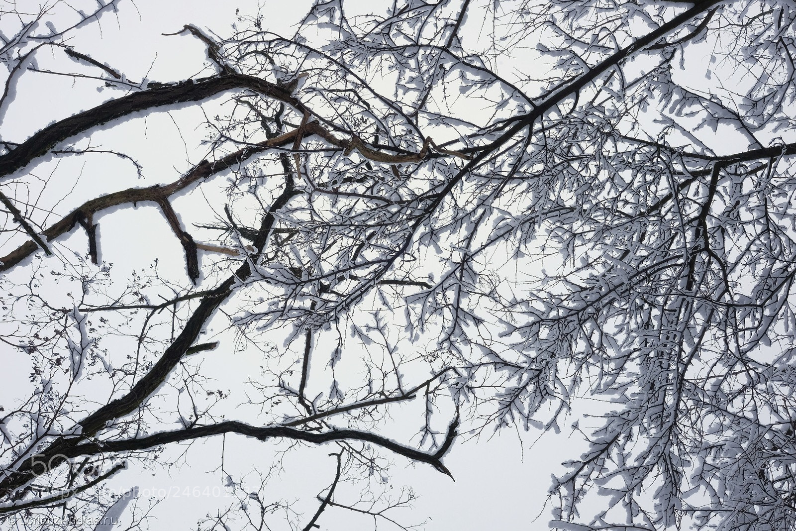 Fujifilm X-E2 sample photo. Outlined by snow i. photography