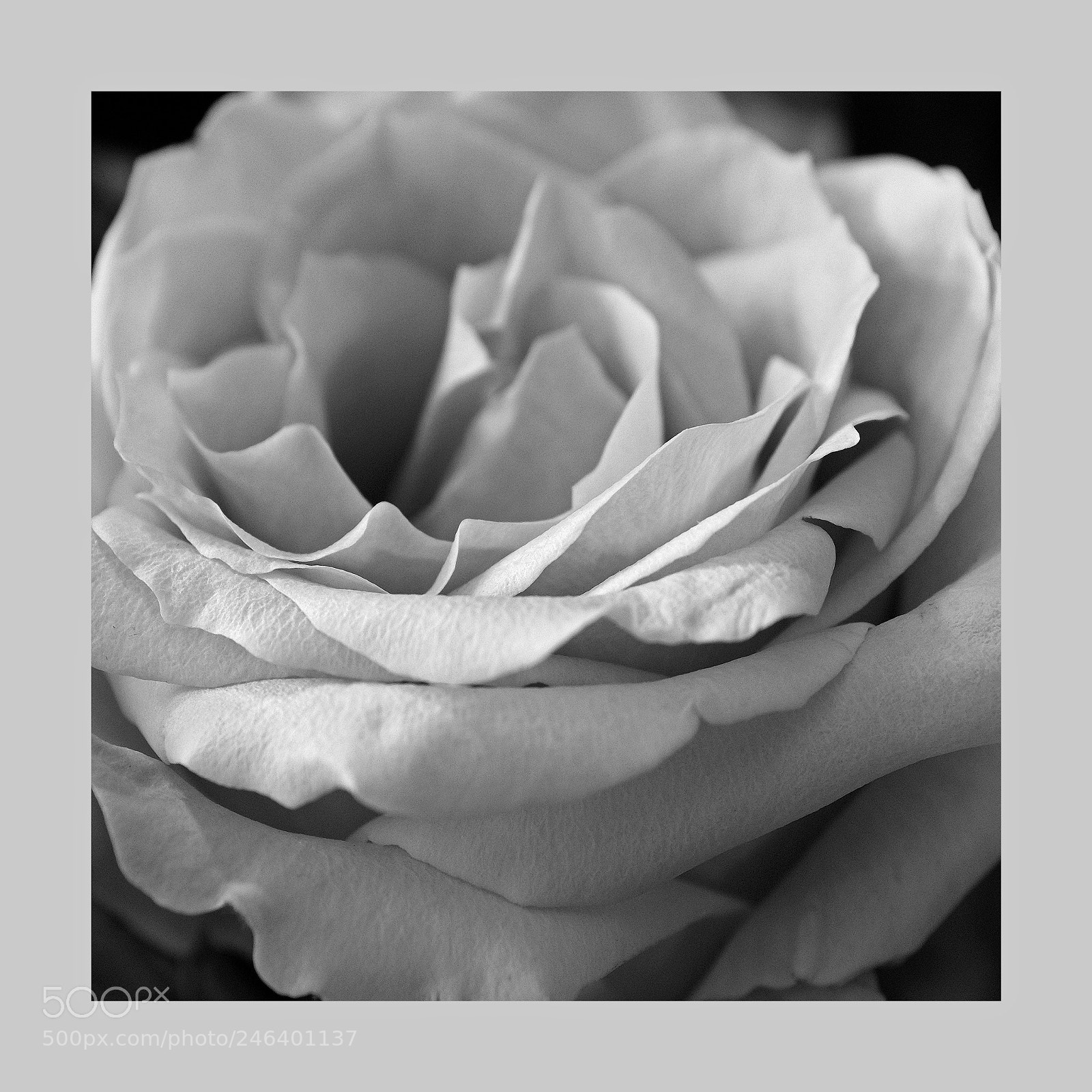 Fujifilm X100F sample photo. Hello petal photography