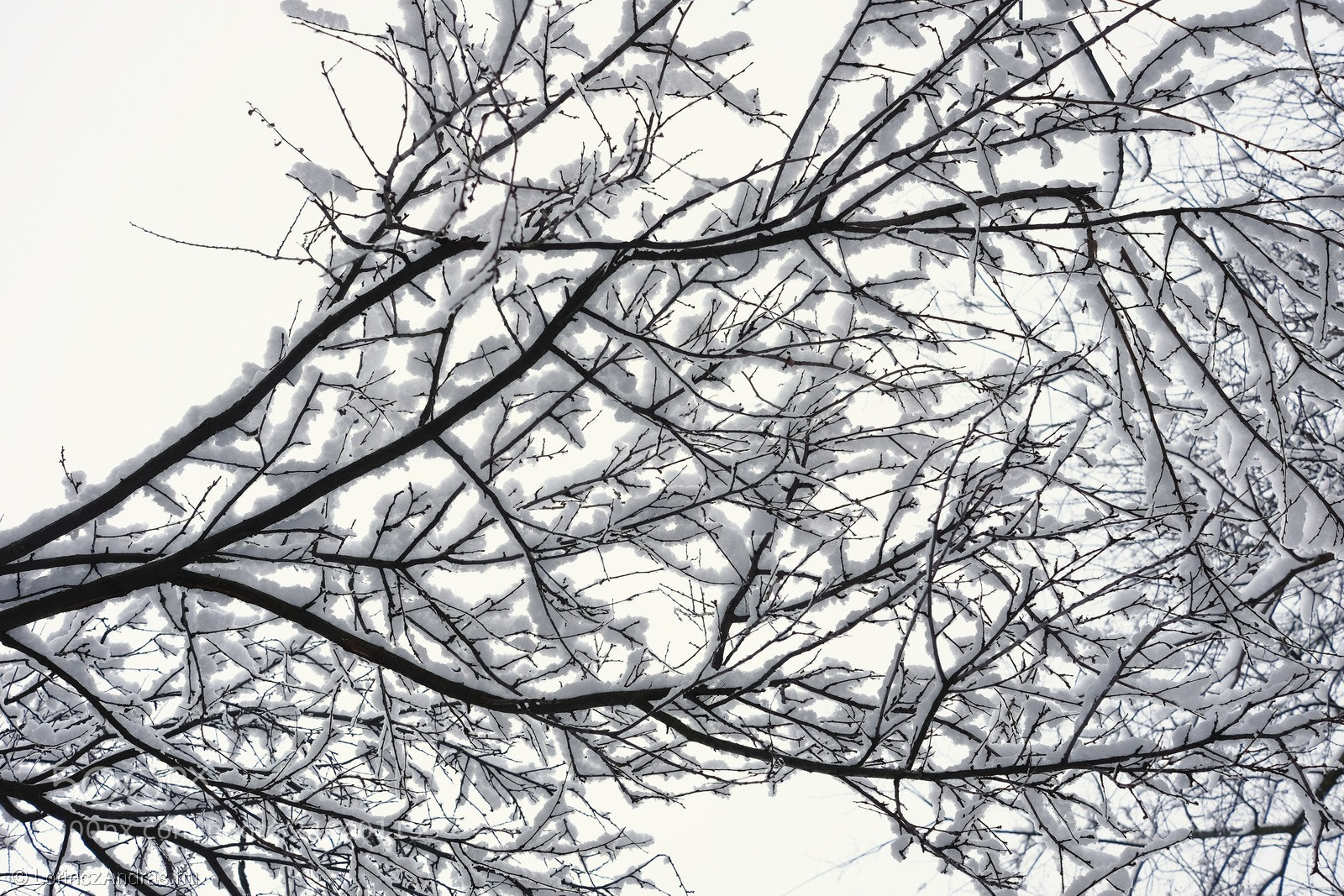 Fujifilm X-E2 sample photo. Outlined by snow ii. photography