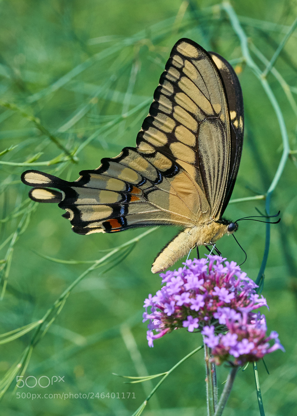Sony a7R II sample photo. Giant swallowtail photography