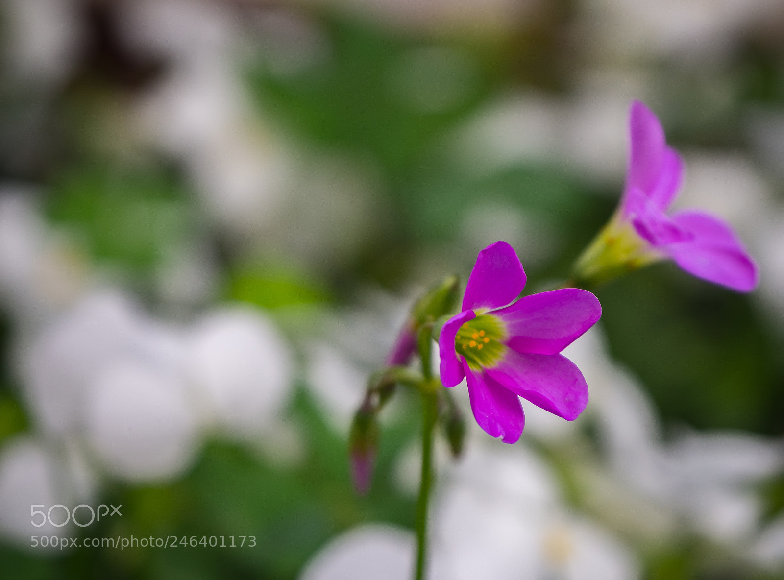 Olympus OM-D E-M10 II sample photo. Tiny pink flower photography