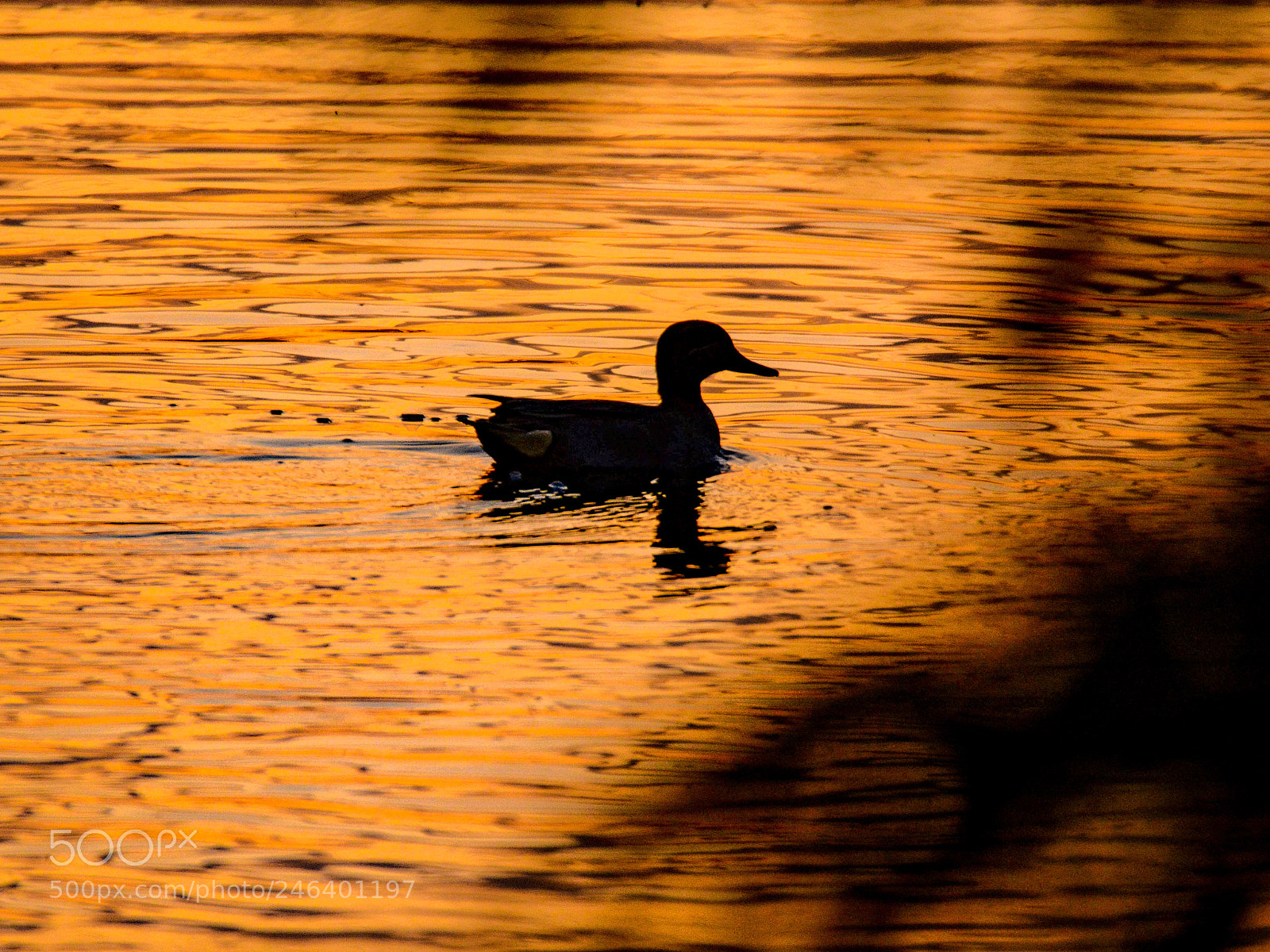 Nikon D7100 sample photo. A wildduck on the photography