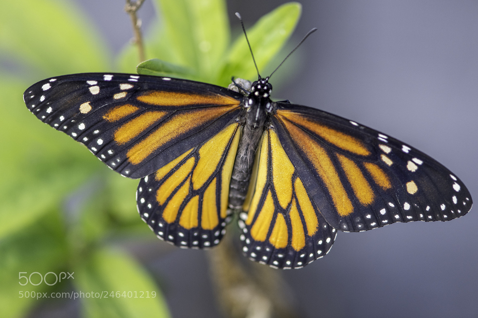 Nikon D850 sample photo. Monarch photography