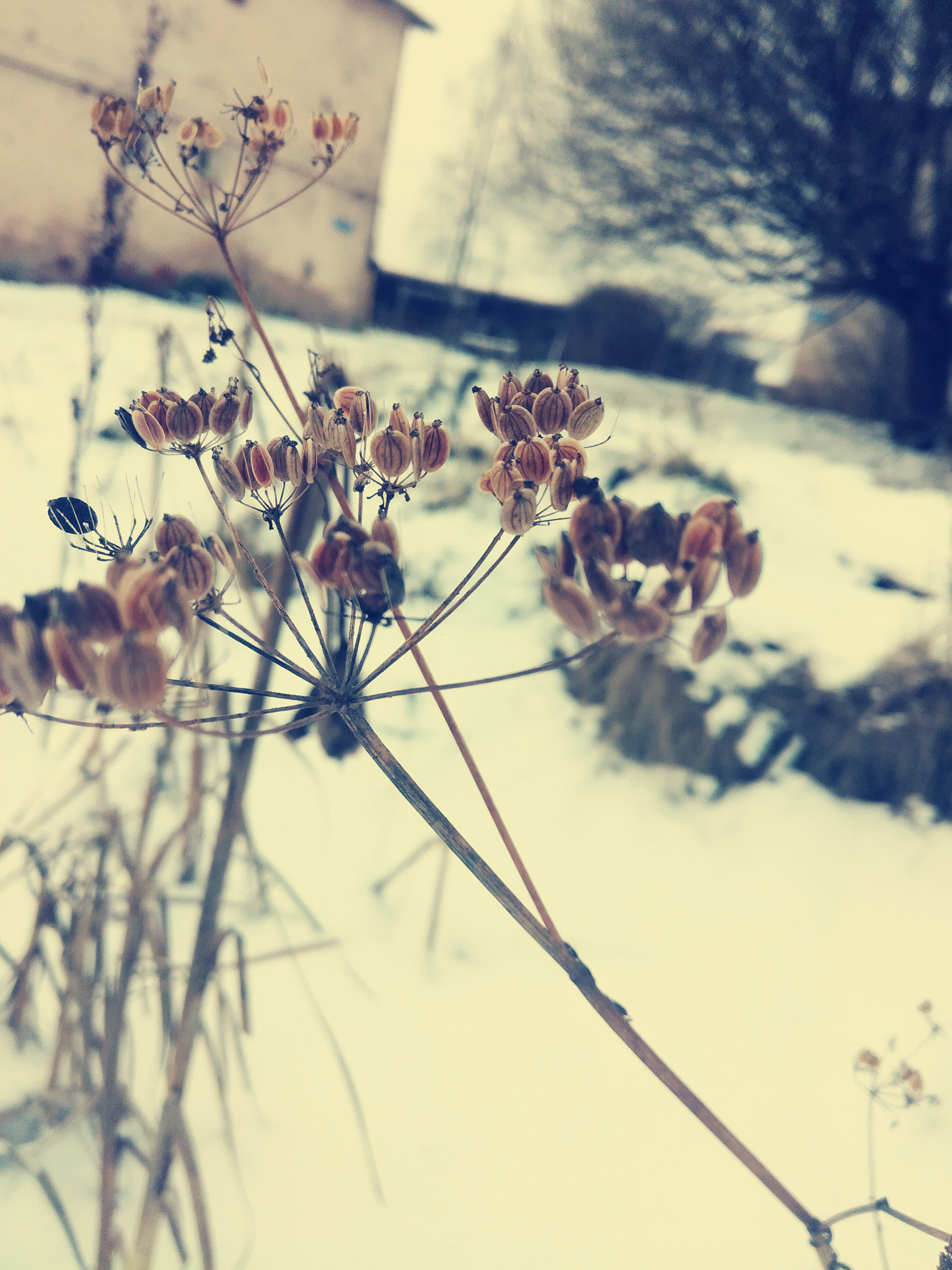 HUAWEI Honor 5C sample photo