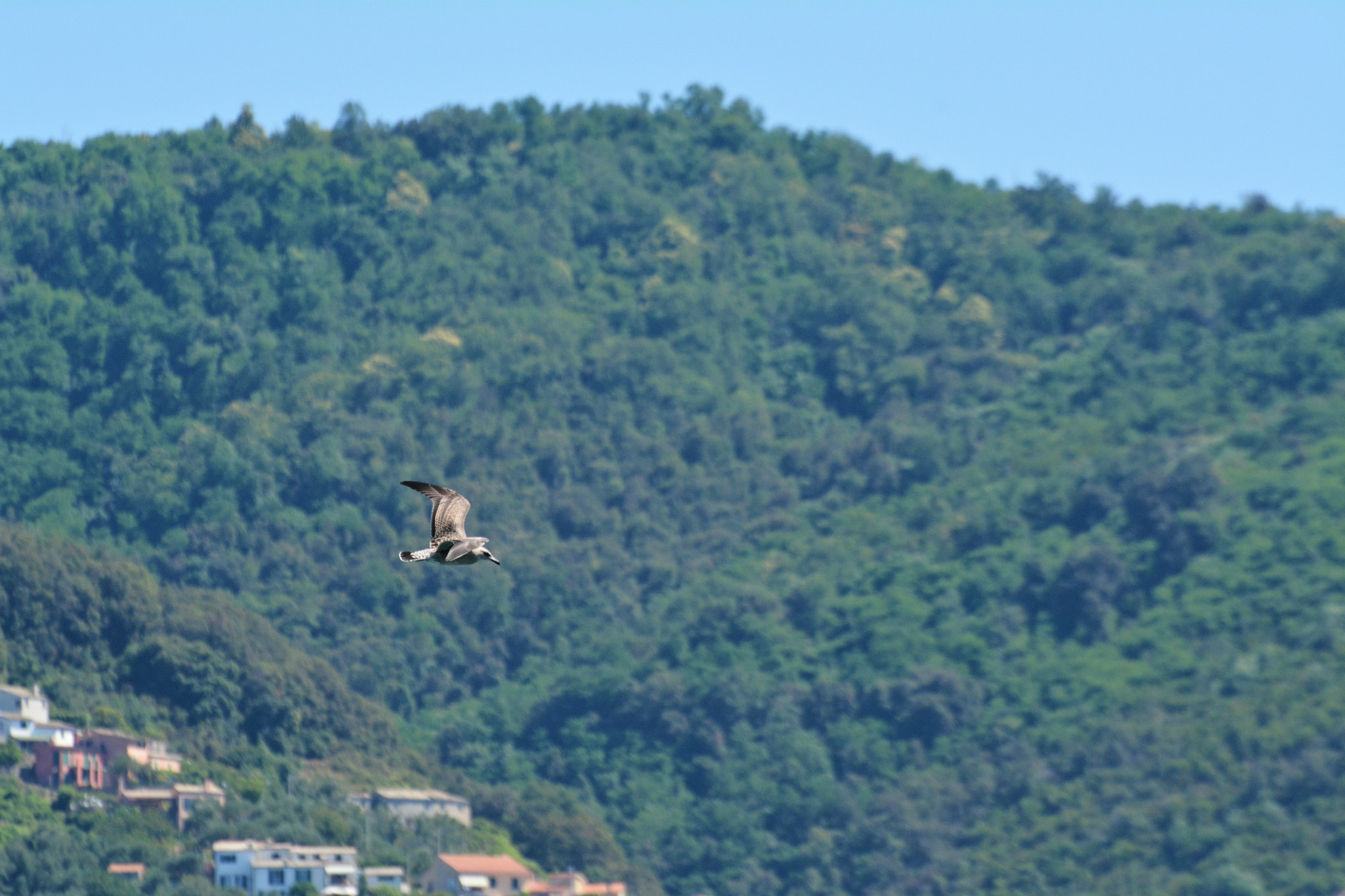 Nikon D7100 sample photo. Flying seagull photography