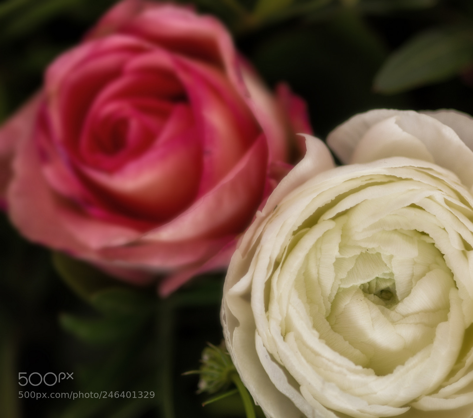 Pentax K-5 sample photo. Valentine flowers photography