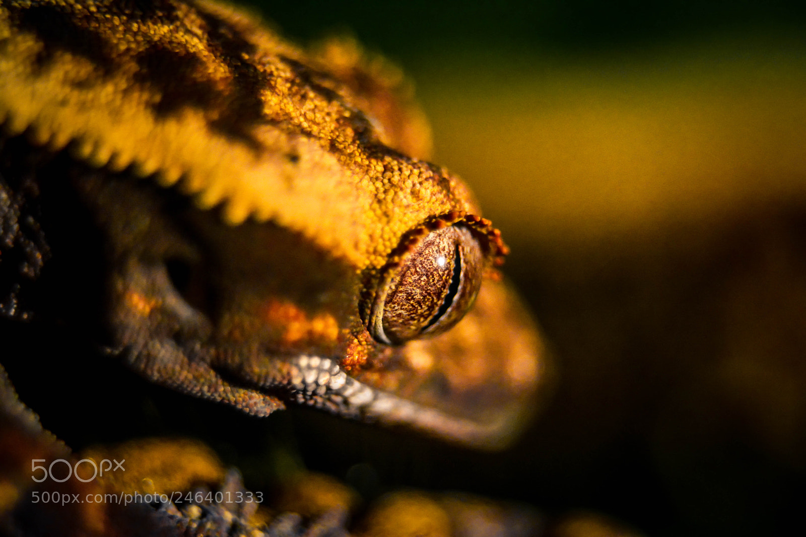 Nikon D5200 sample photo. Eye photography