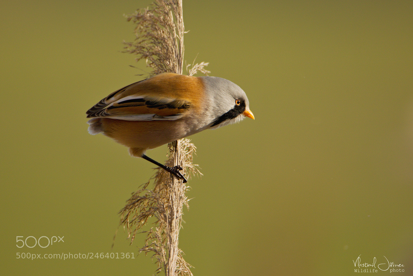 Canon EOS 7D Mark II sample photo. Panurus biarmicus photography