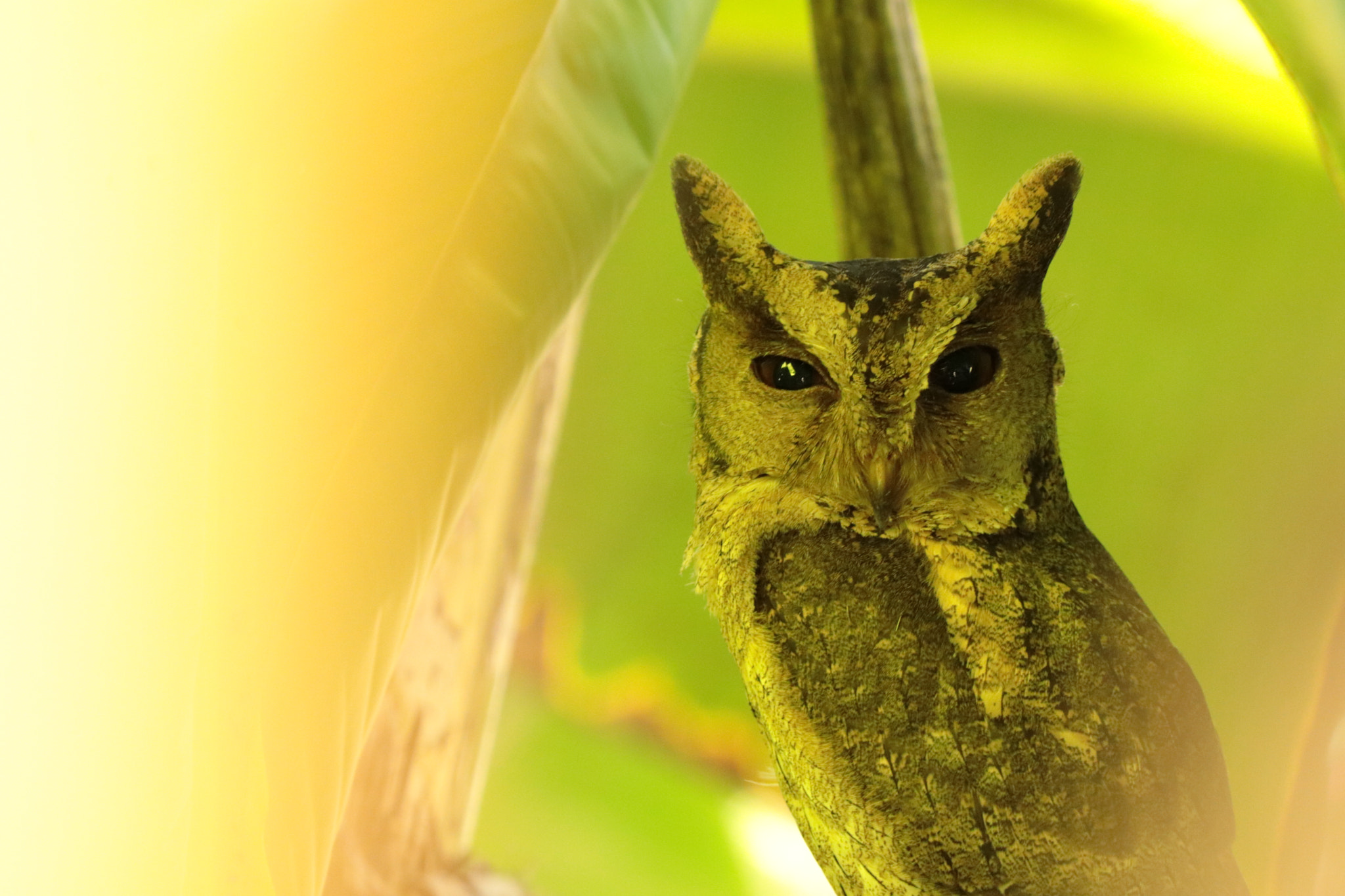 Canon EF 70-300 F4-5.6 IS II USM sample photo. Hide owl photography