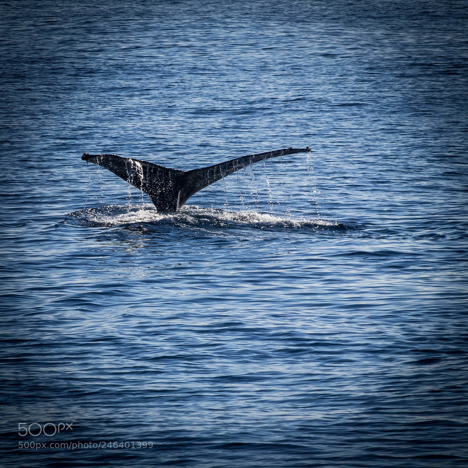Olympus E-5 sample photo. Whale photography