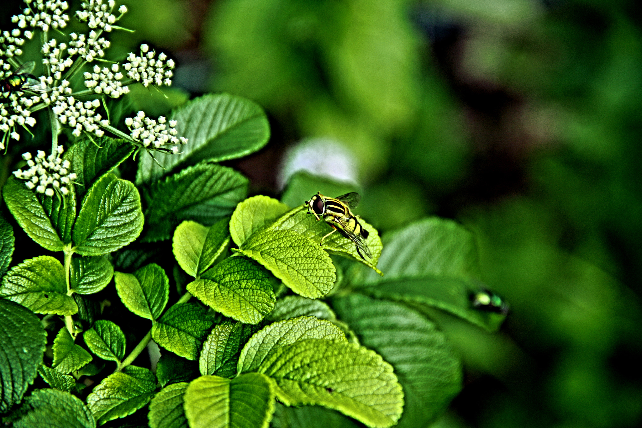 Canon EOS 1000D (EOS Digital Rebel XS / EOS Kiss F) sample photo. Hoverfly photography