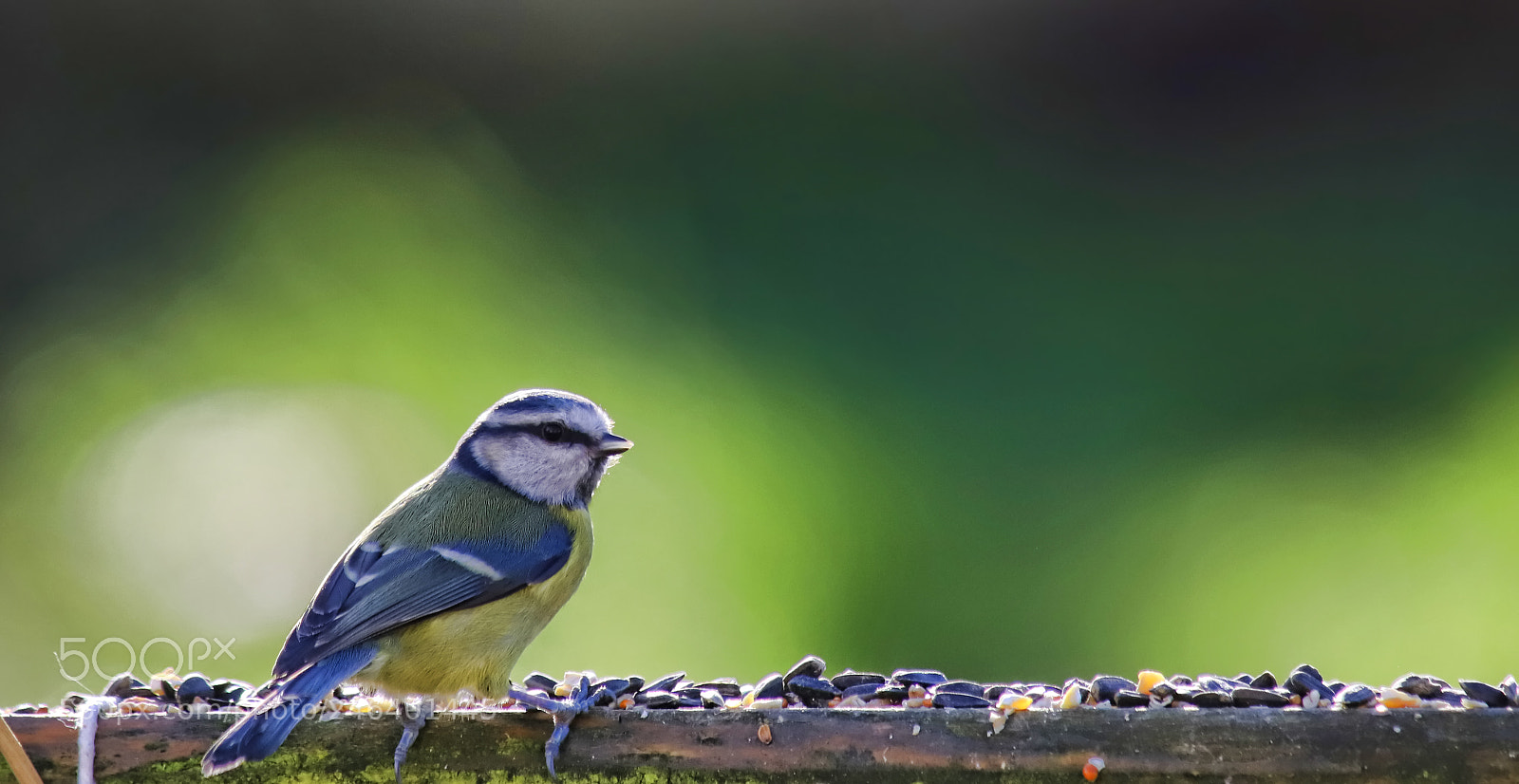 Canon EOS 6D Mark II sample photo. Bluetit photography