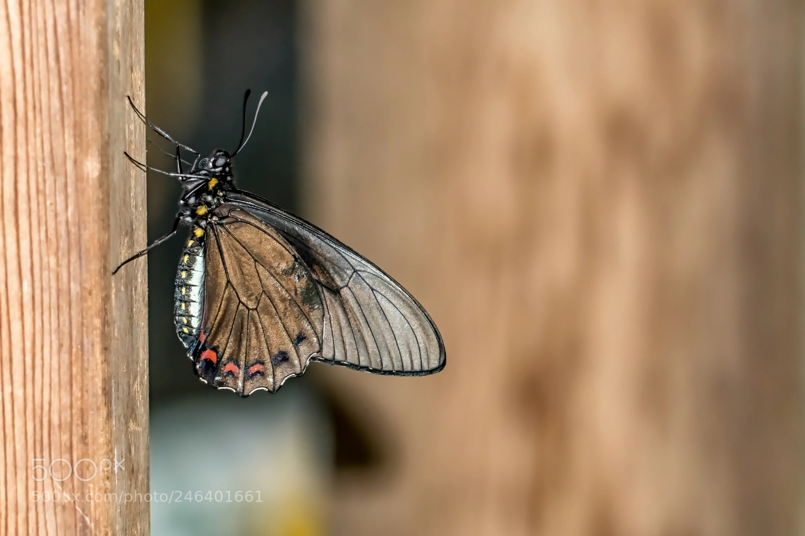 Sony a6500 sample photo. Butterfly at leisure photography