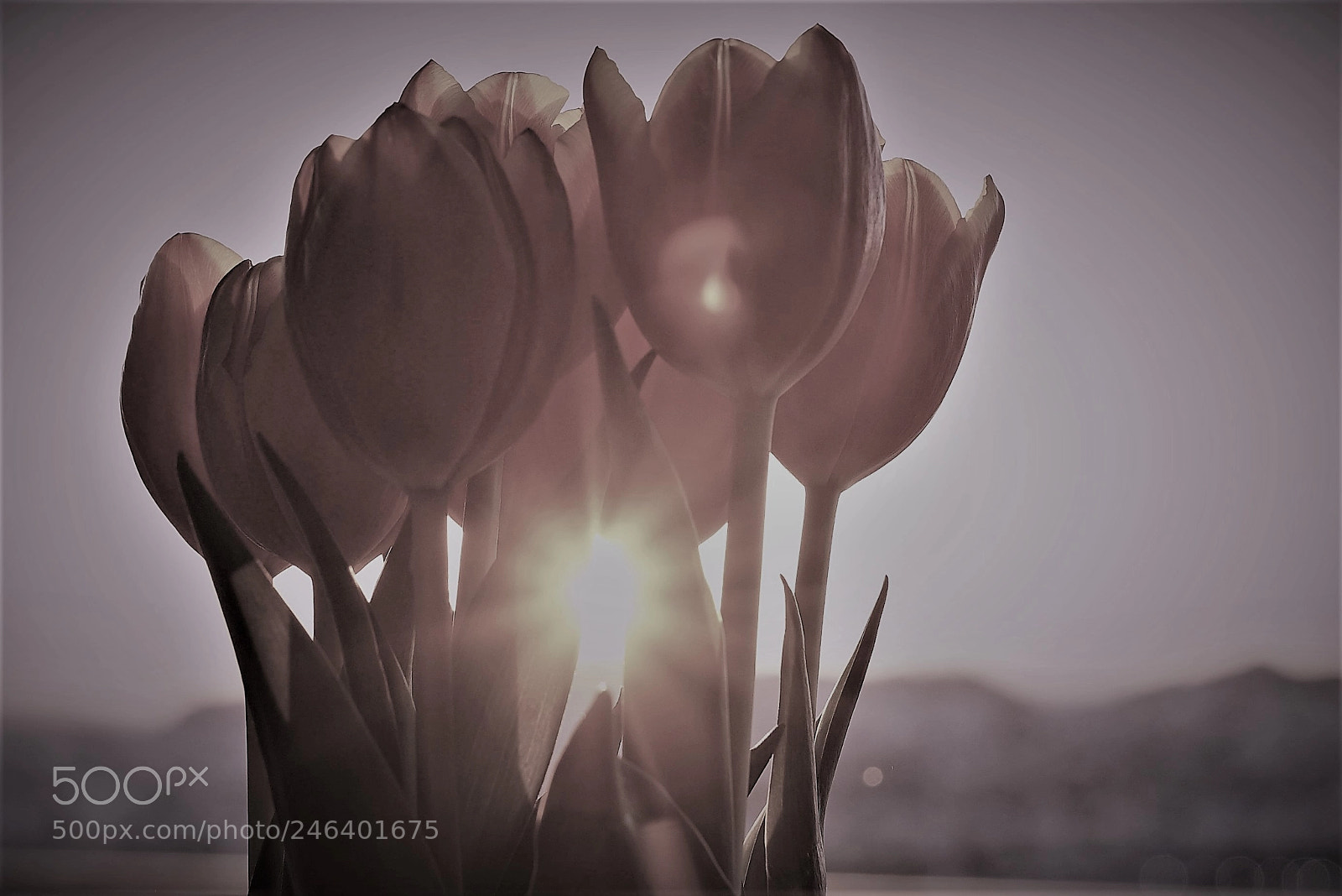 Sony a7S sample photo. Tulips photography