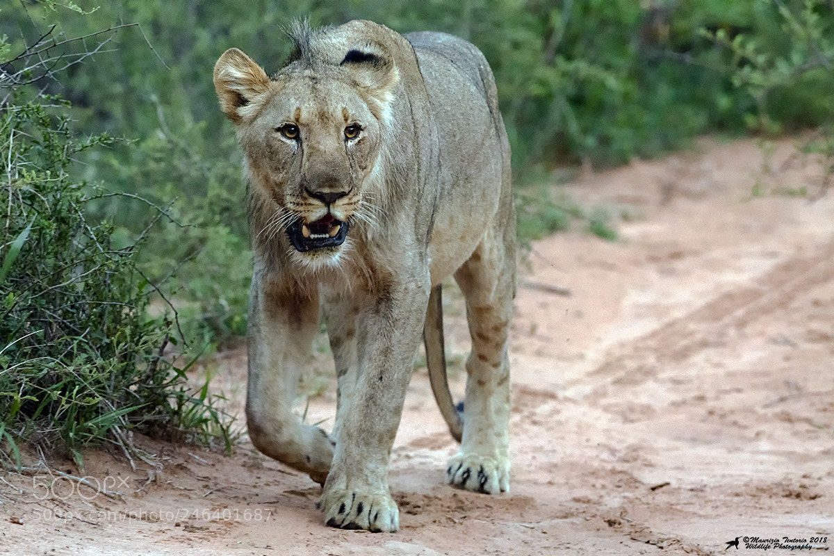 Nikon D5 sample photo. Leone panthera leo photography