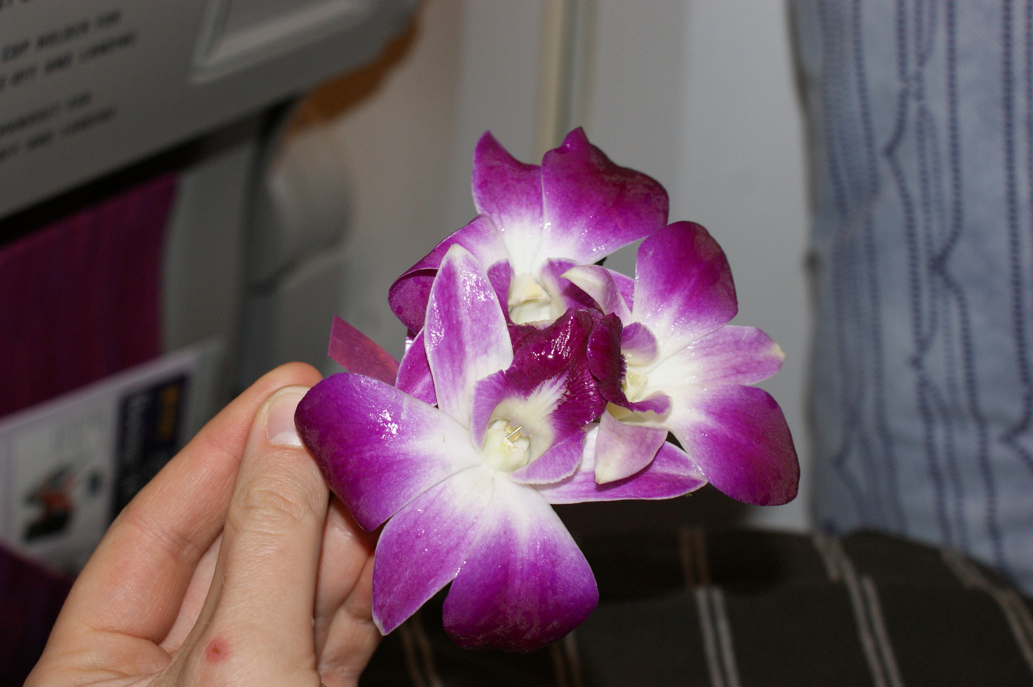Sony DT 18-70mm F3.5-5.6 sample photo. Sony dsc photography
