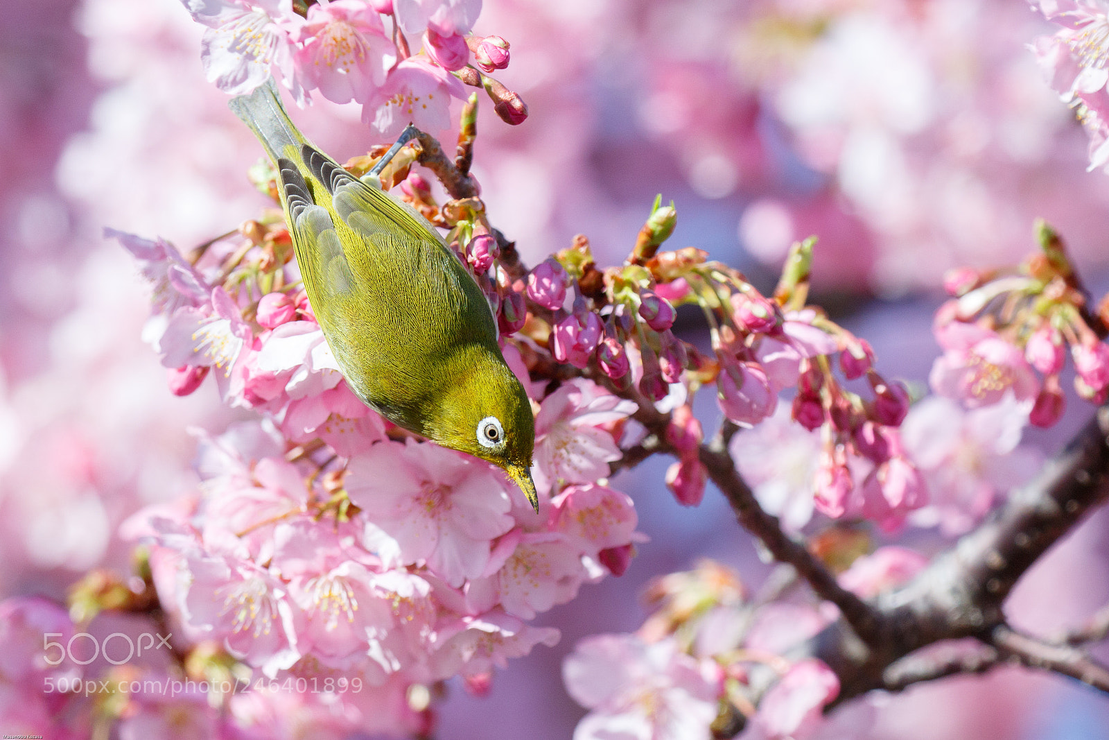 Canon EOS 7D Mark II sample photo. White eye photography
