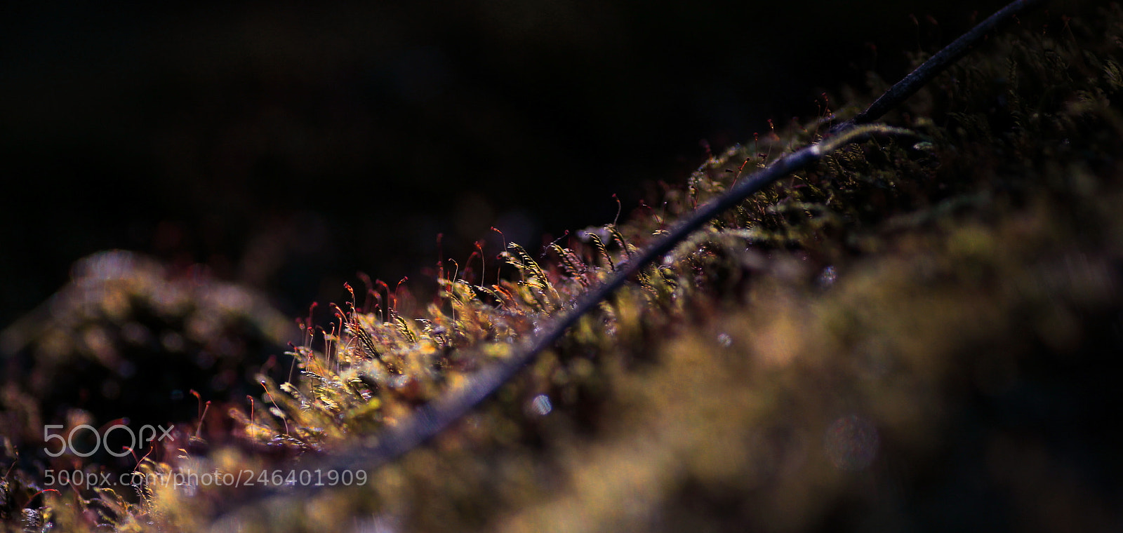 Canon EOS 100D (EOS Rebel SL1 / EOS Kiss X7) sample photo. Moss photography