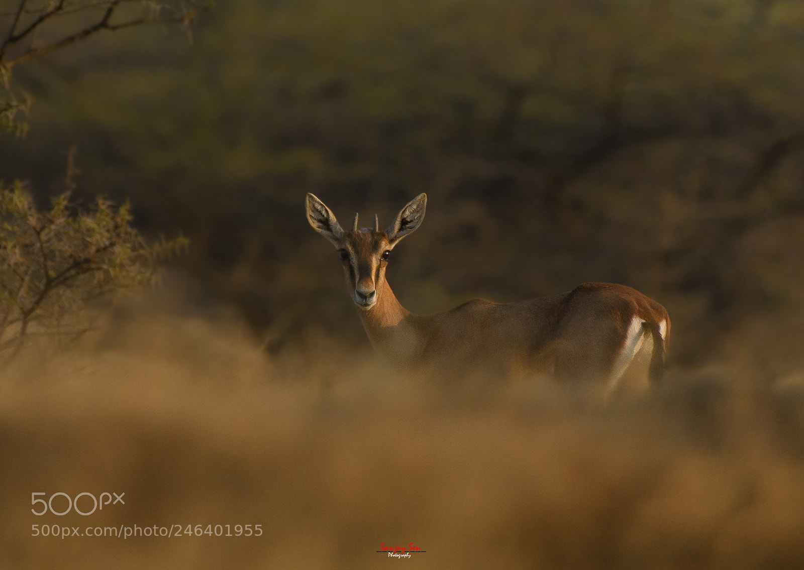Nikon D500 sample photo. Chinkara (indian gazelle) photography