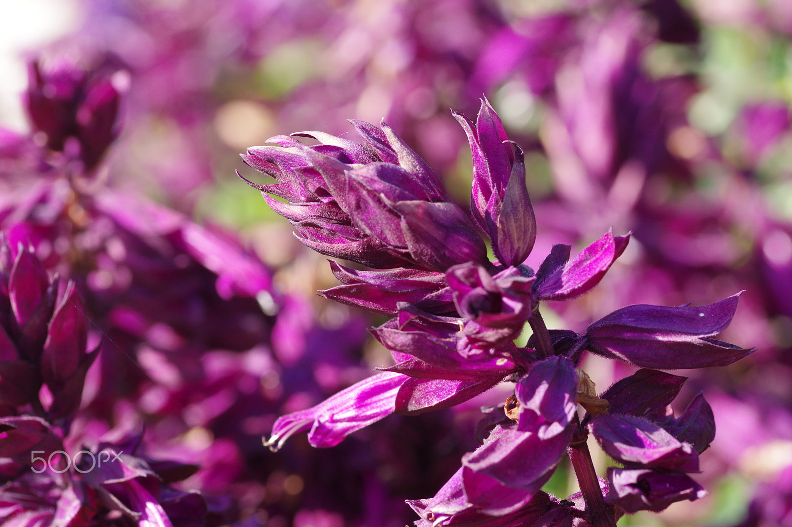 Pentax K-3 II sample photo. Pink salvia photography